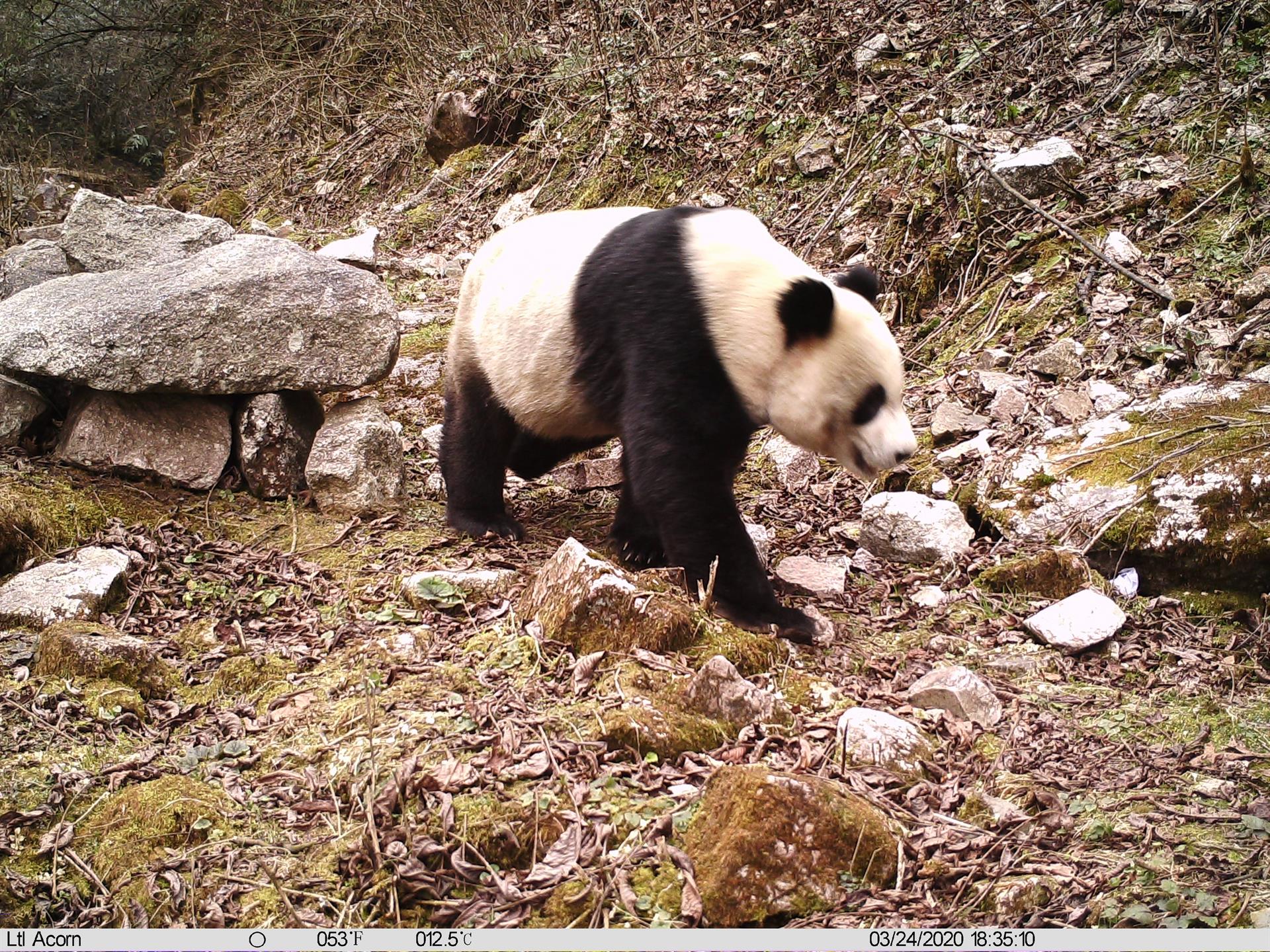 Sichuan Daily: Conozcan los tesoros nacionales y sus amigos en el Parque Nacional del Panda Gigante con dos libros.