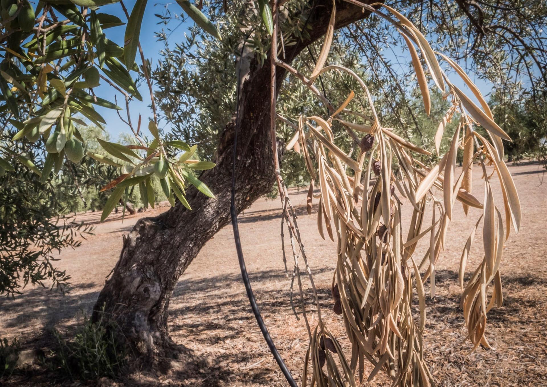 Identificada solución natural contra Xylella fastidiosa, enfermedad agrícola. Olivos en Jaén (Andalucía). IMAGEN CEDIDA