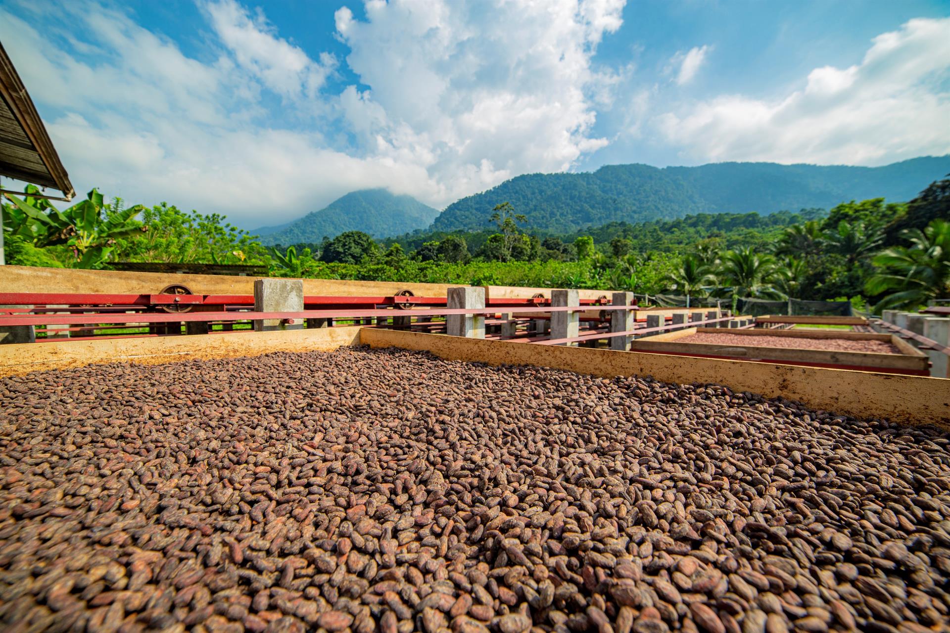 Fotografía cedida hoy por Rikolto que muestra semillas de cacao en las instalaciones del Centro Universitario Regional del Litoral Atlántico (UNAH - CURLA), en La Ceiba (Honduras). EFE/Rikolto / Daniela Rivera