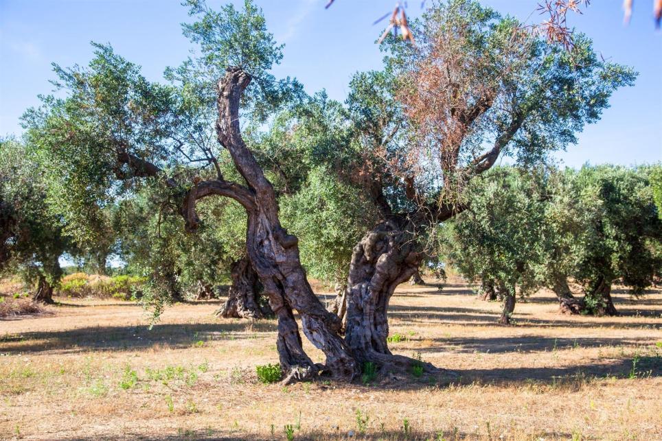 Identificada solución natural contra Xylella fastidiosa, enfermedad agrícola. Olivos en la zona de Puglia (Italia). IMAGEN CEDIDA
