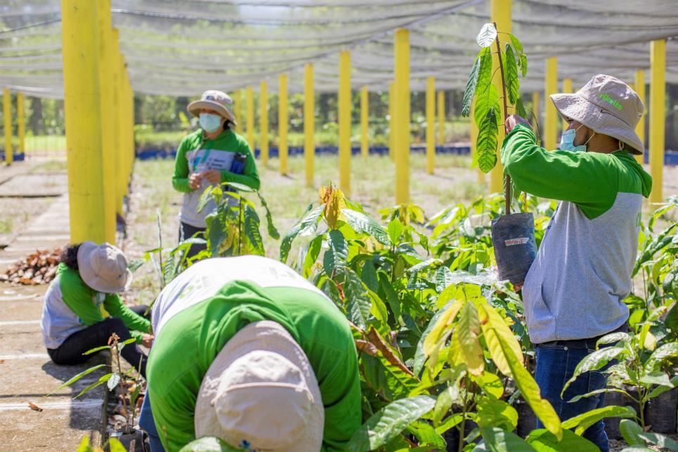 Fotografía cedida hoy por Rikolto que muestra a jóvenes durante una capacitación sobre cultivo de cacao en las instalaciones del Centro Universitario Regional del Litoral Atlántico (UNAH - CURLA), en La Ceiba (Honduras). EFE/Rikolto / Daniela Rivera
