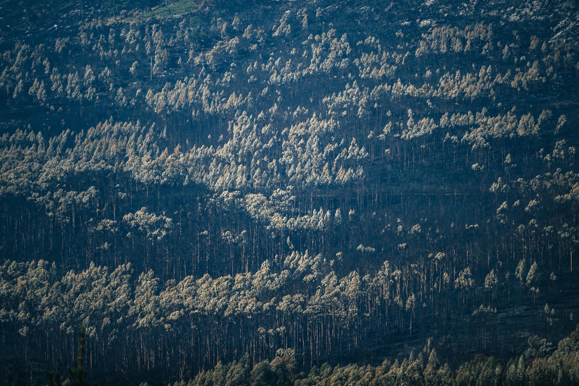 Vista el pasado lunes de las hectáreas arrasadas por el incendio forestal en Cures, en Boiro (A Coruña). EFE/Óscar Corral