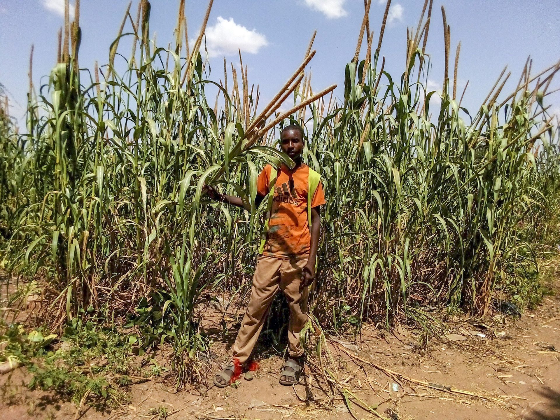 Hambruna en Níger. Un joven posa junto a su campo de mijo en los alrededores de Niamey