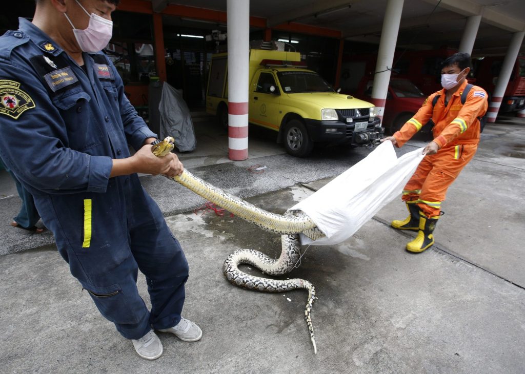 Cazadores de serpientes en Bangkok