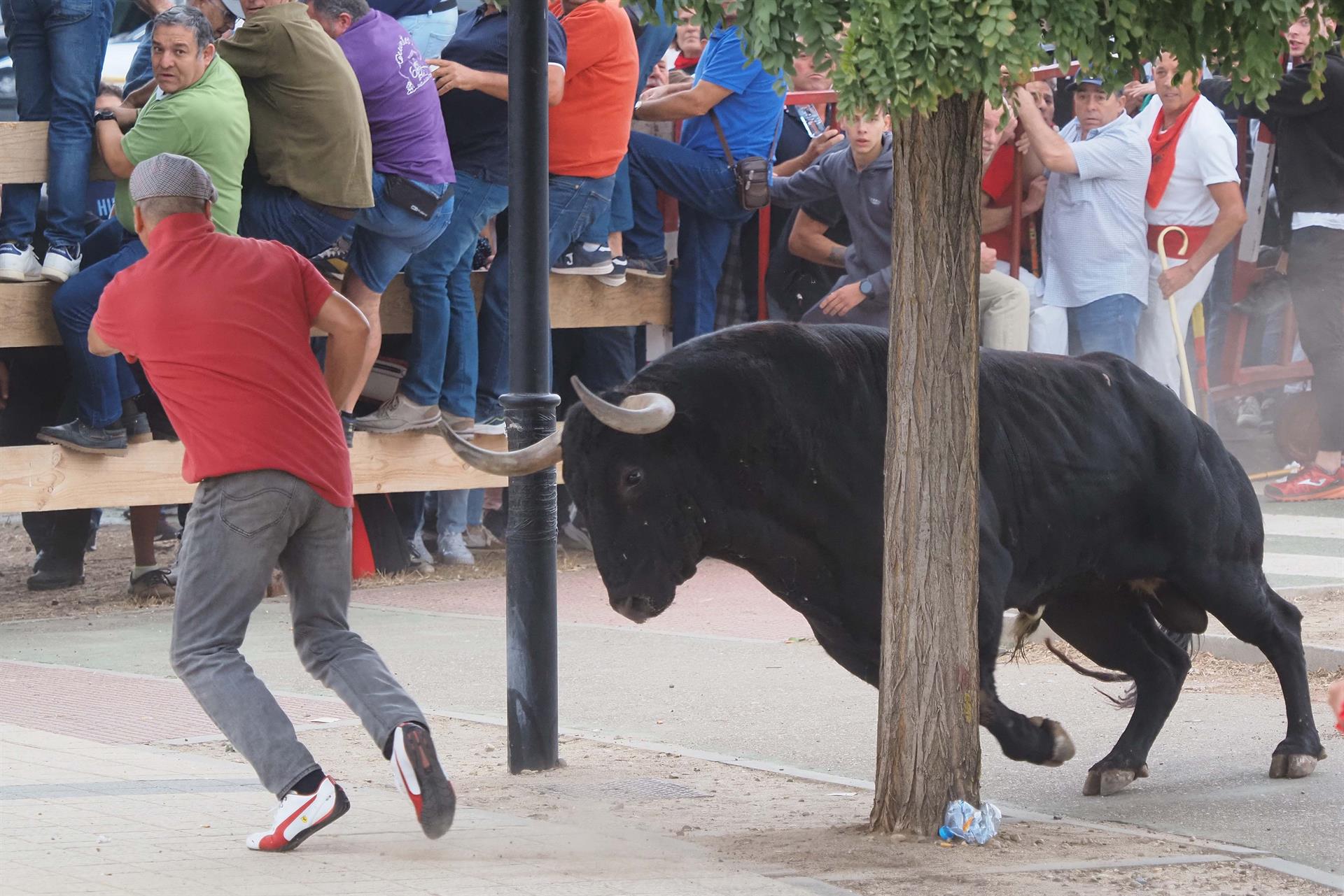 El toro "Manjar" persigue a un participante durante la celebración del festejo del Toro de la Vega en Tordesillas (Valladolid), este martes. EFE/ R. García