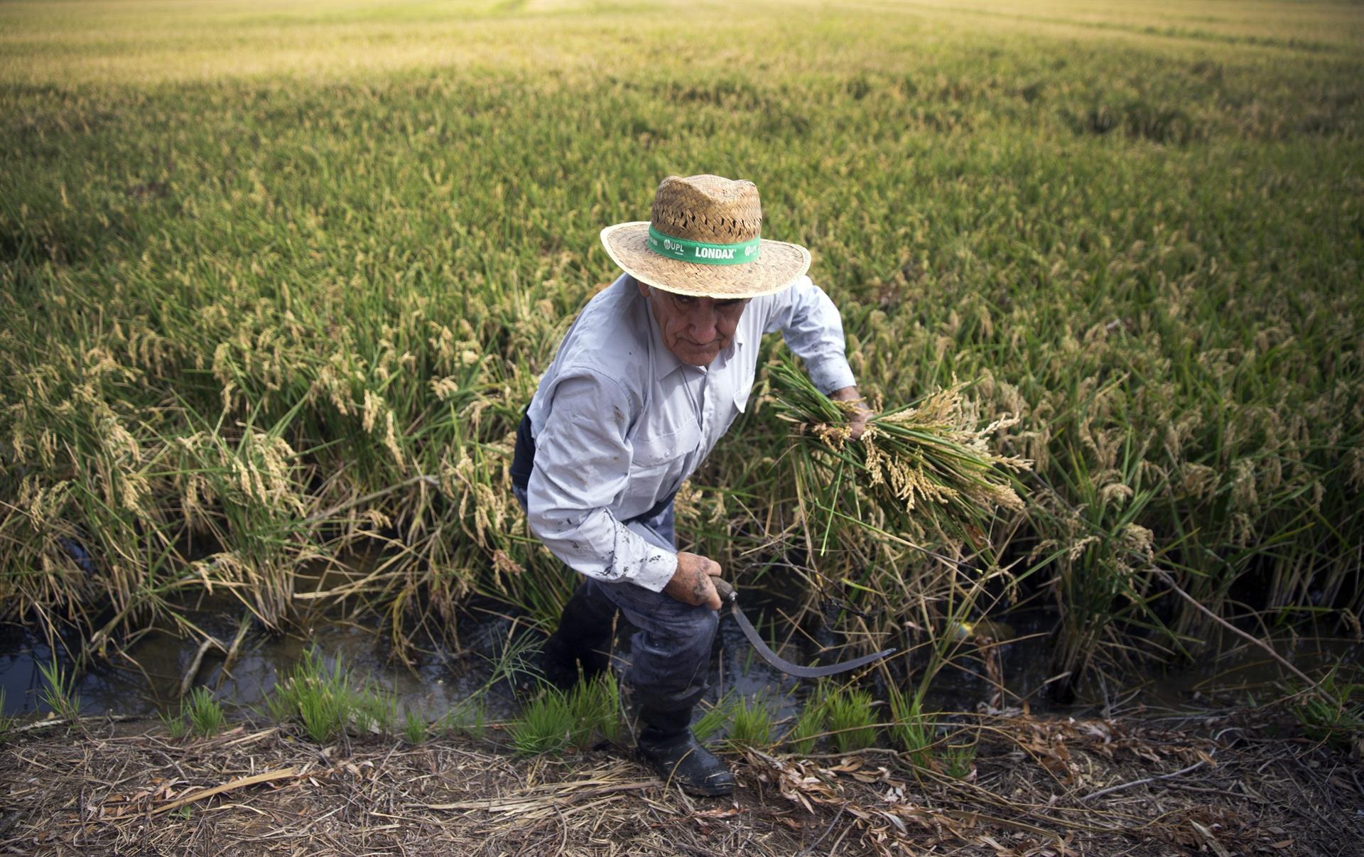 Un segador trabaja en un campo de arroz durante la demostración de siega tradicional propia de la zona de la Albufera durante una anterior edición de la Fiesta de la Siega organizada por la Denominación de Origen Arroz de Valencia. EFE/Kai Försterling