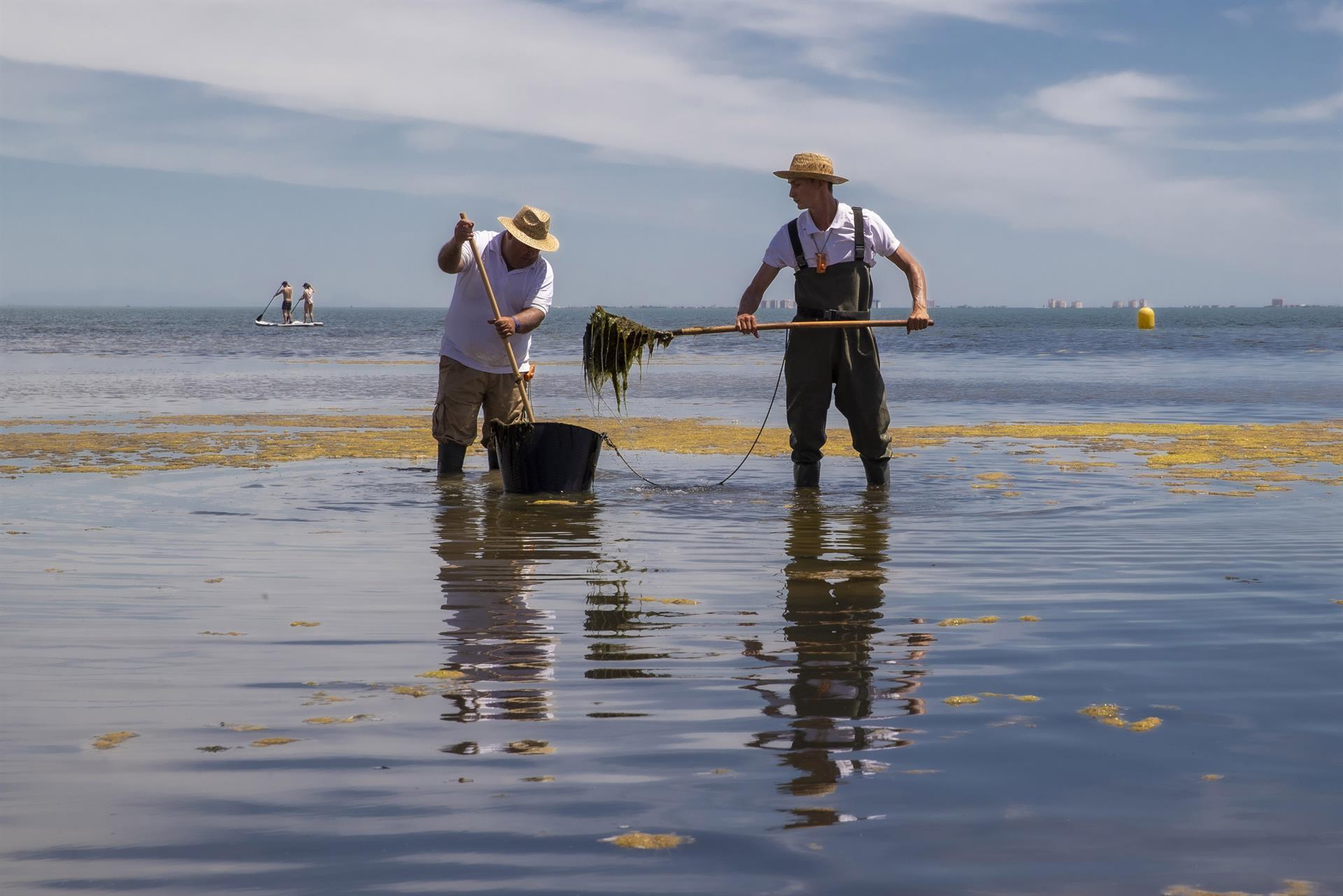 Imagen de archivo de dos trabajadores de la Consejería de Medio Ambiente murciana retirando algas de una playa de Los Urrutias en junio pasado en el Mar Menor. EFE/Marcial Guillén/Archivo