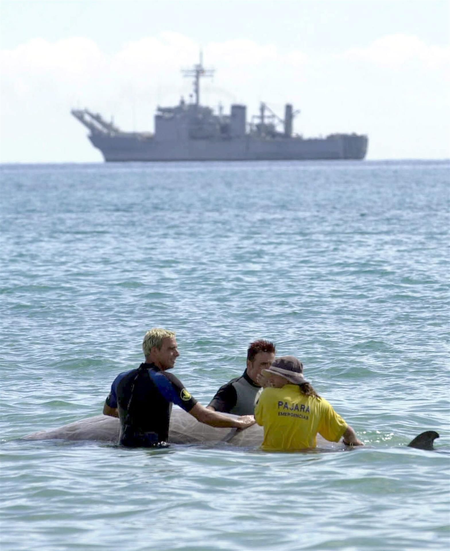 Foto tomada el 24 de septiembre de 2002 en el sur de Fuerteventura: Personal de Salvamento de Playas del Ayuntamiento de Pájara tratan de ayudar a un ejemplar de zifio durante el varamiento masivo de este tipo de cetáceos en plenas maniobras navales de la OTAN. EFE/Juan Medina