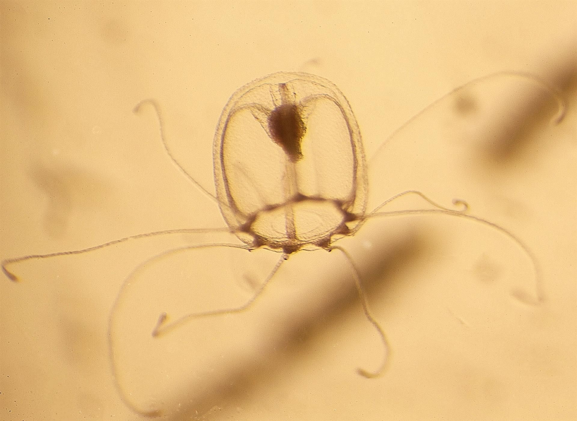 Imagen de un ejemplar juvenil de la medusa Turritopsis dohrnii. EFE/Maria Pascual-Torner/ Universidad de Oviedo.