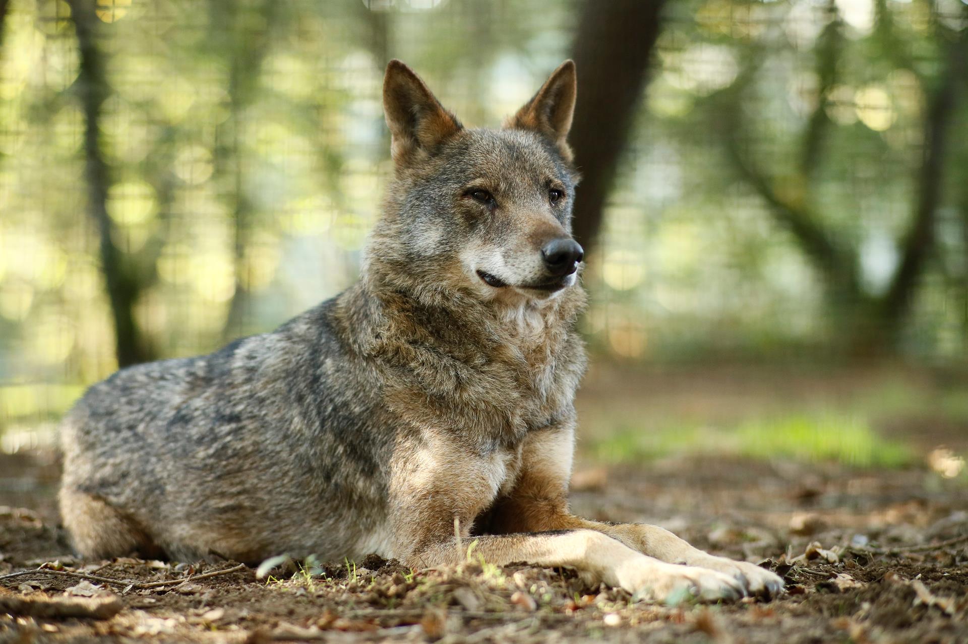Vista de un lobo Ibérico descansa en una reserva Natural. EFE/Archivo
