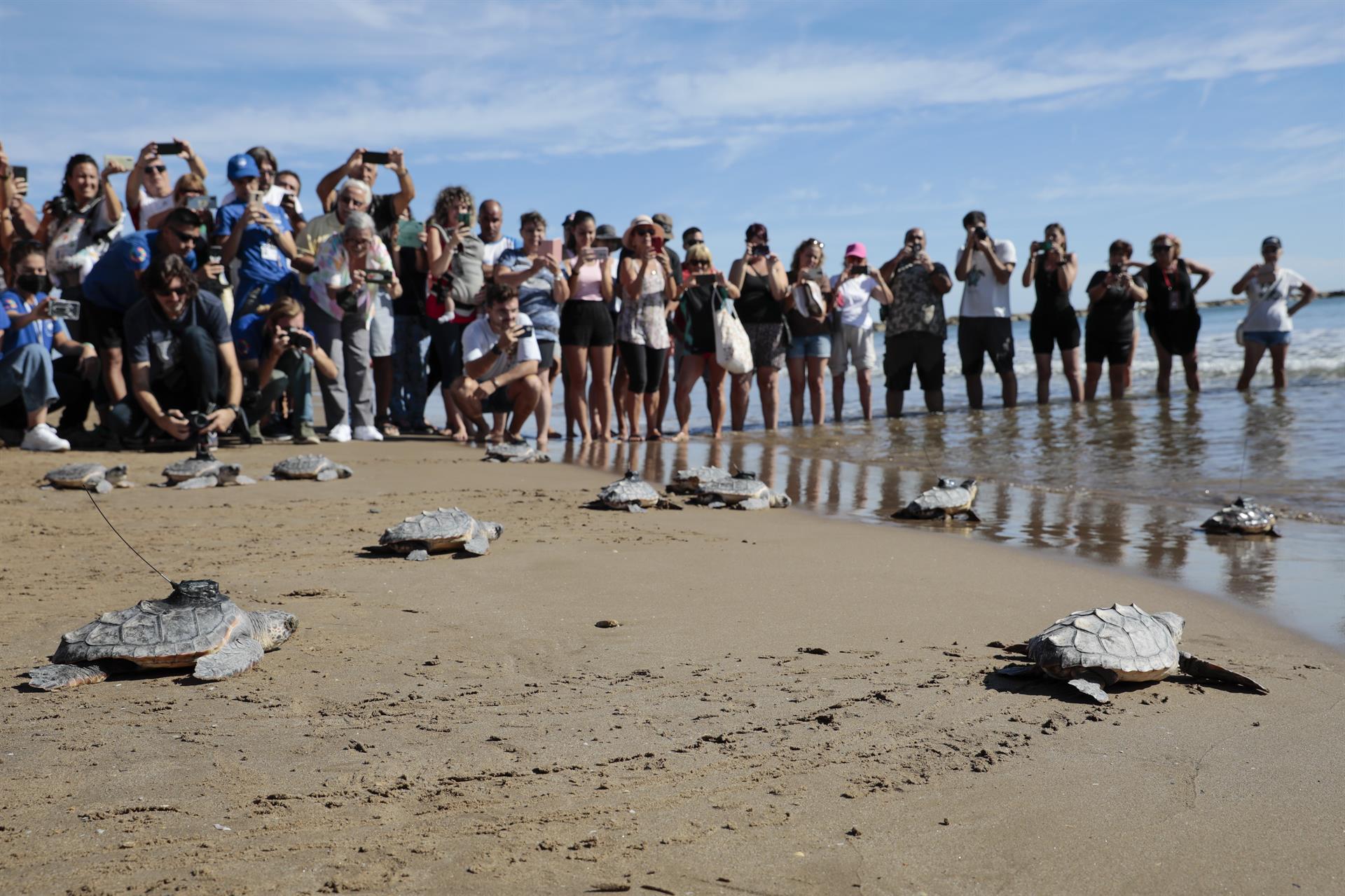 Las catorce tortugas nacidas del nido hallado en El Puig el pasado verano vuelven al mar. Como parte del programa “Head-starting”, de la Fundación Oceanogràfic, siete de ellas llevarán instalado un dispositivo satelital que permitirá realizar un seguimiento monitorizado de la trayectoria y ampliar el conocimiento sobre su biología una vez vuelvan al agua. EFE/ Ana Escobar