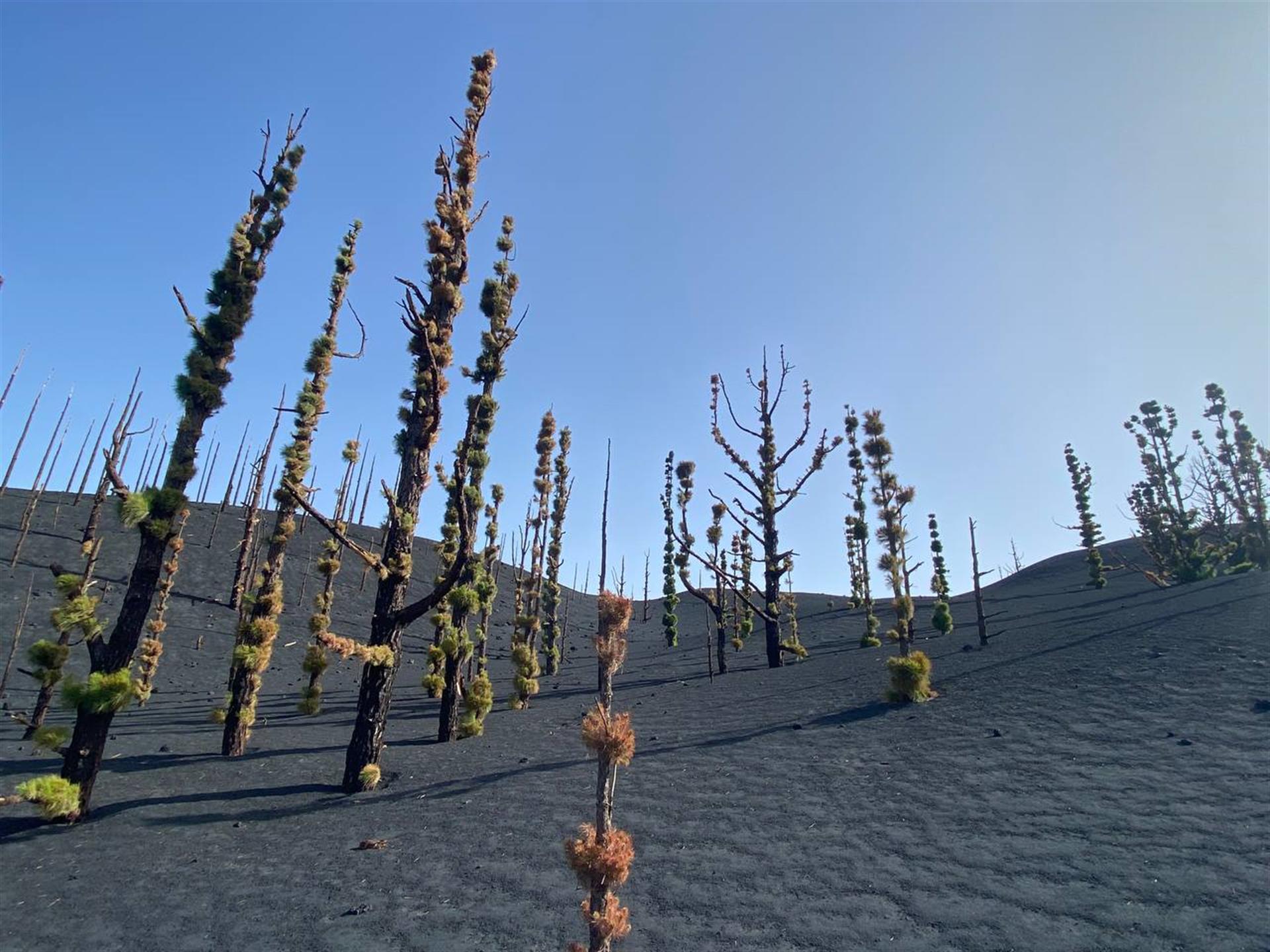 Imagen de un pino brotando en una zona cercana al volcán de La Palma. La velocidad de la recuperación de la biodiversidad de la zona afectada por la erupción volcánica de septiembre de 2021 sorprende a los científicos. EFE/Manuel Nogales (IPNA-CSIC)