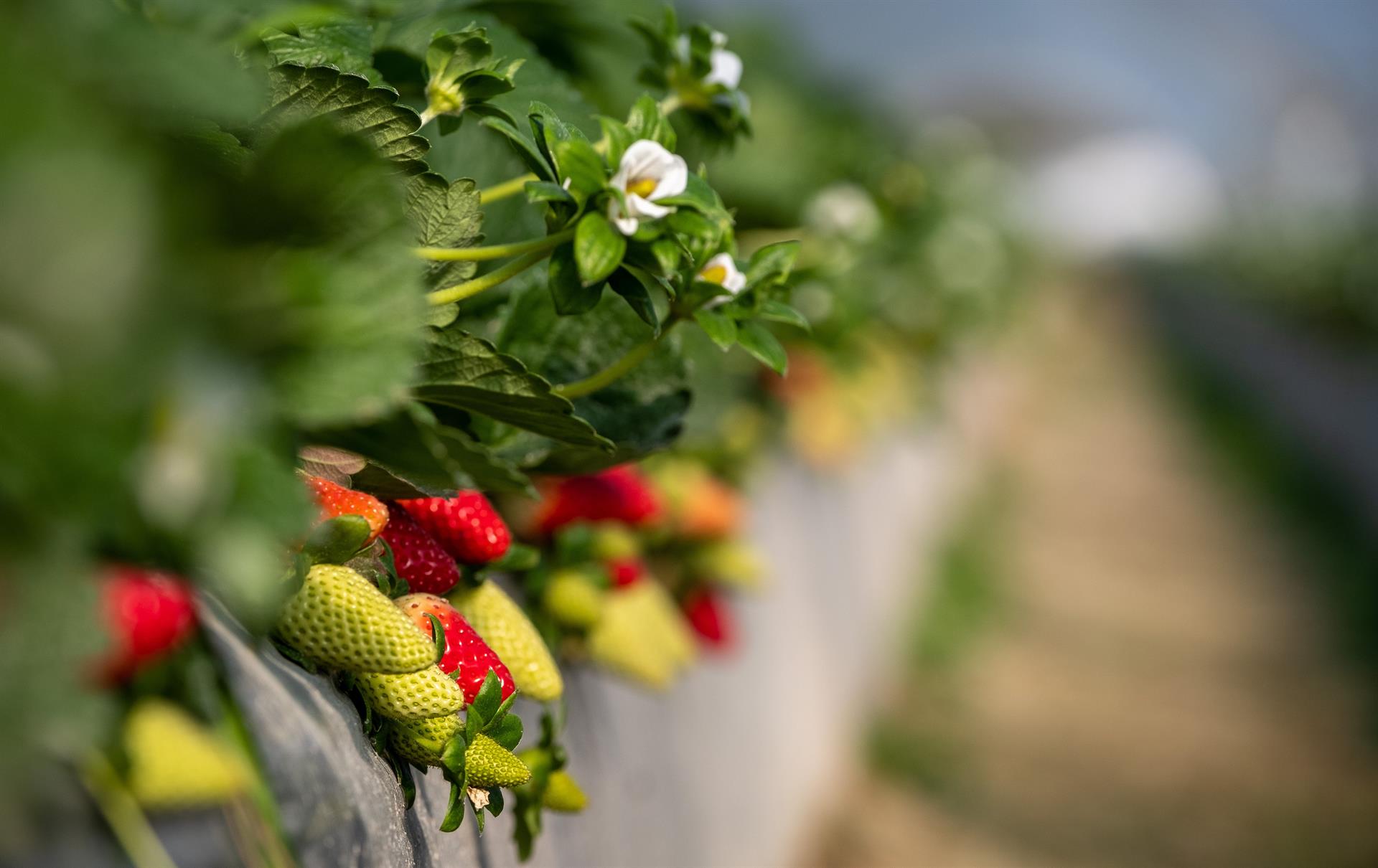 Explotación agrícola dedicada al cultivo de fresas. EFE/Archivo