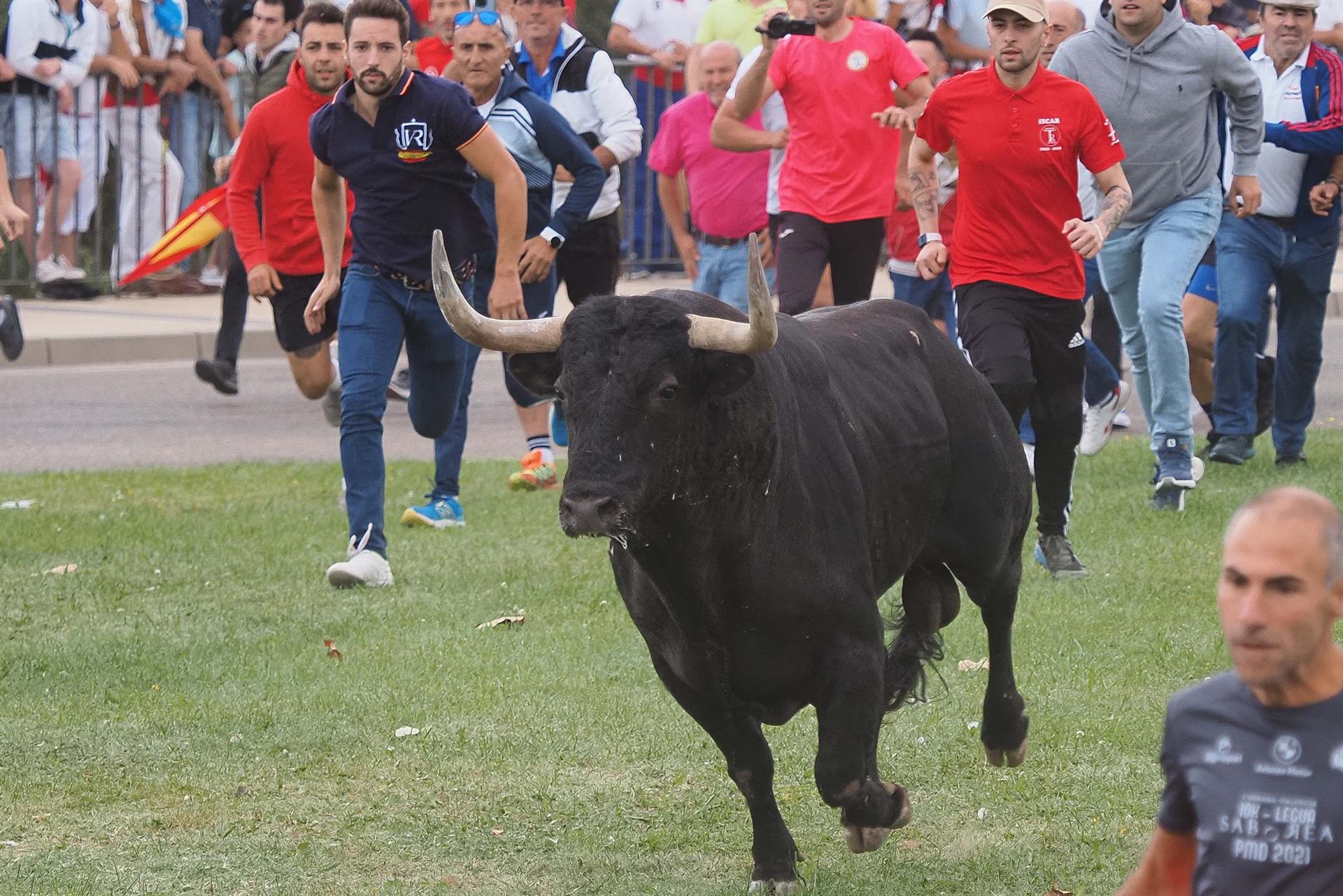 Varias personas rodean al toro "Manjar" durante la celebración del festejo del Toro de la Vega (Valladolid) en Tordesillas, este martes. EFE/ R. García
