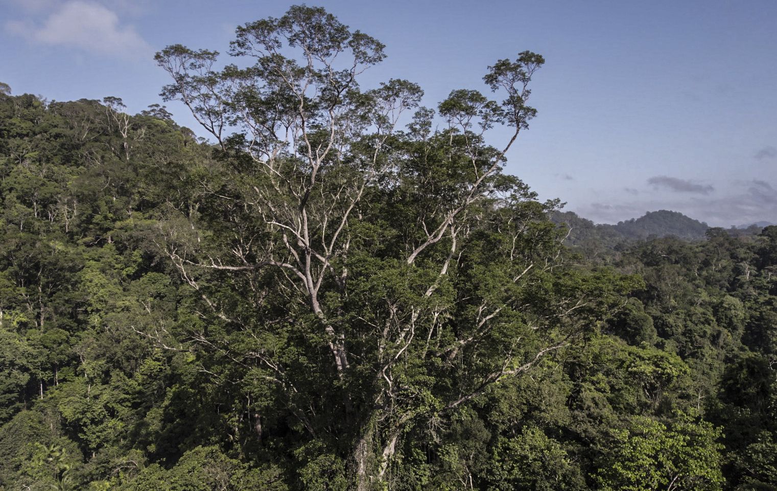 Viaje al árbol más alto de la Amazonía - EFE Noticias