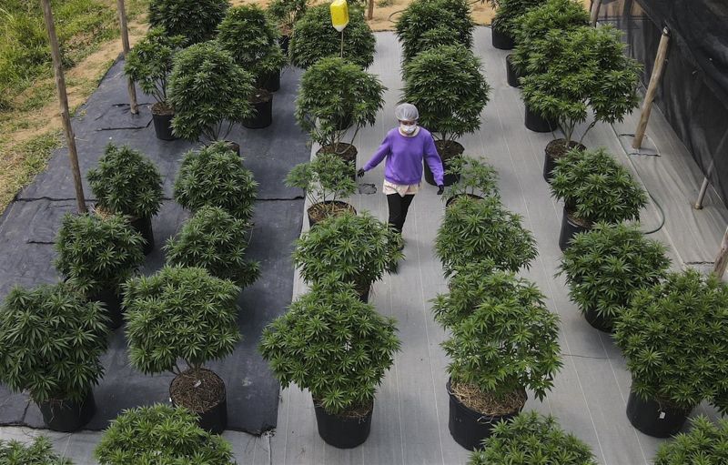 Trabajadores cultivan plantas para producir cannabis medicinal