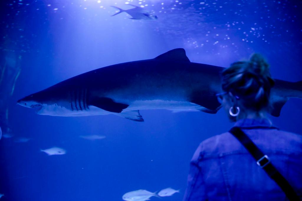 Una mujer contempla un tiburón en las instalaciones del Oceanogràfic donde este jueves se ha inaugurado el congreso internacional sobre estos animales, que por primera vez se celebra en Europa. EFE/Ana Escobar
