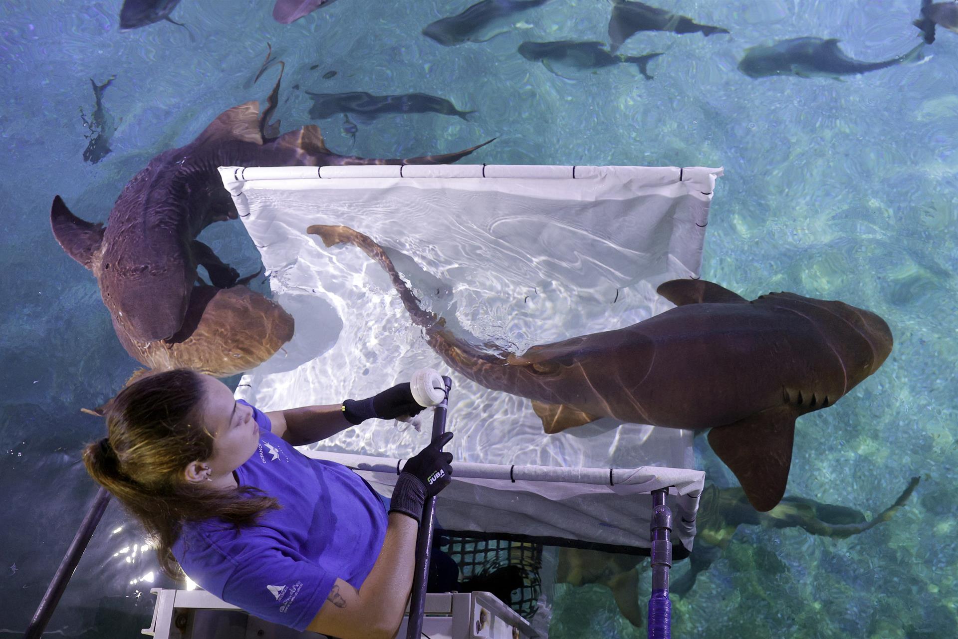 Una acuarista de la sección Océanos durante el manejo de un escualo en las instalaciones del Oceanogràfic donde se desarrolla el congreso internacional sobre tiburones que por primera vez se celebra en Europa, y donde expertos de todo el mundo comparten sus últimas investigaciones y alertas. EFE/Manuel Bruque