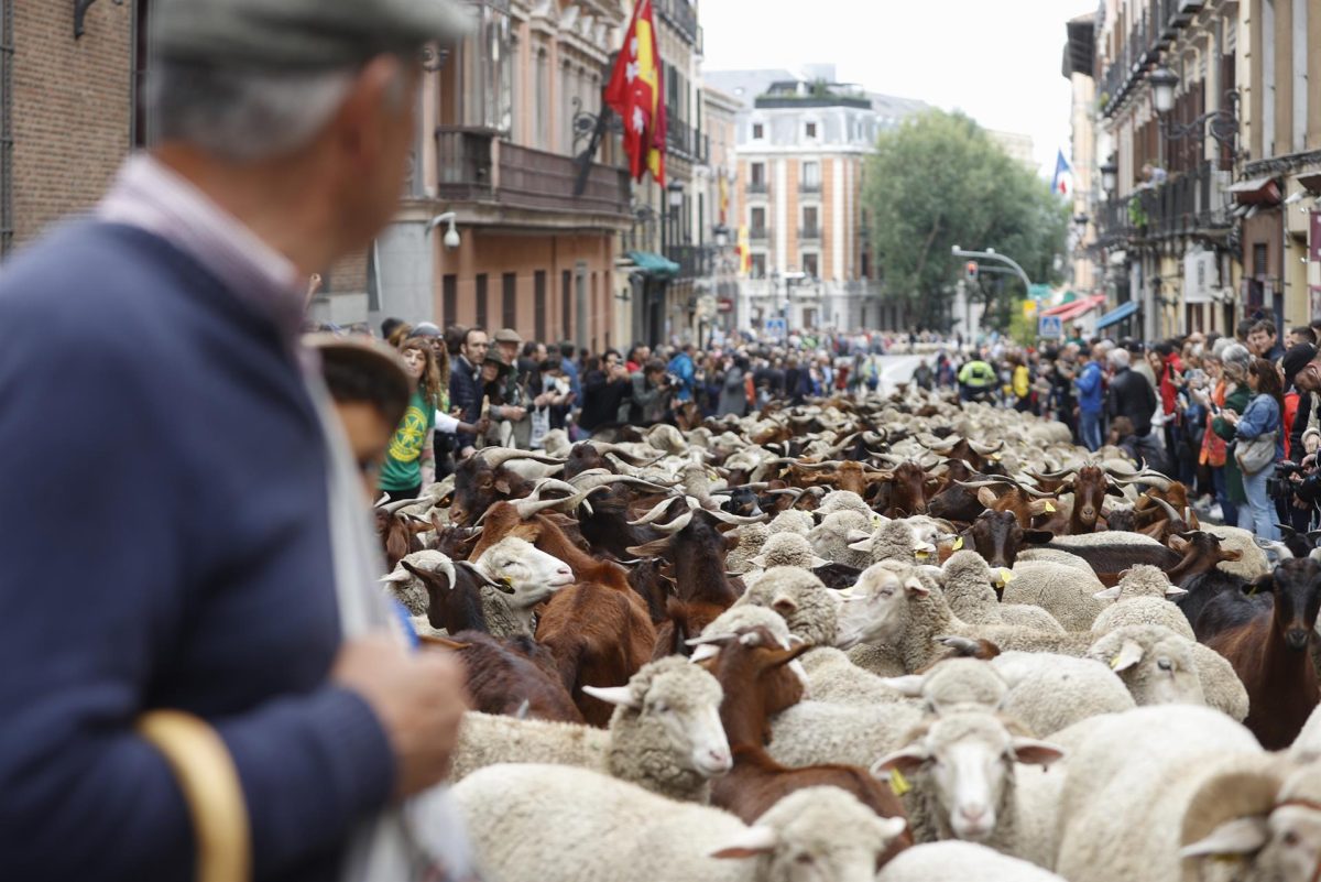 Ambiente durante la XXIX Fiesta de la Trashumancia en Madrid, este domingo, con el paso de 1.100 ovejas merinas y 200 cabras retintas por el centro de la capital guiadas por los miembros de la Asociación Trashumancia y Naturaleza.