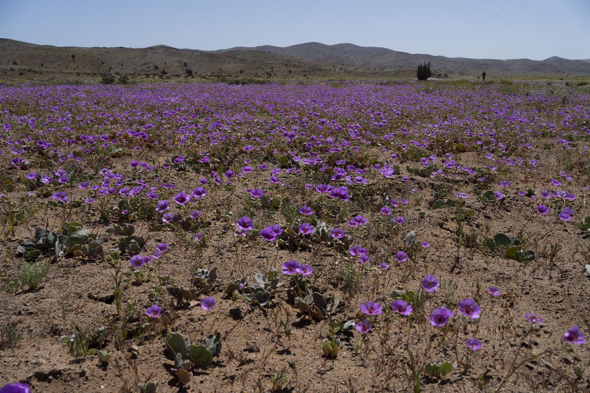 Vista del fenómeno del desierto florido, el 9 de octubre 2022 en la región de Atacama (Chile). EFE/ADRIANA THOMASA