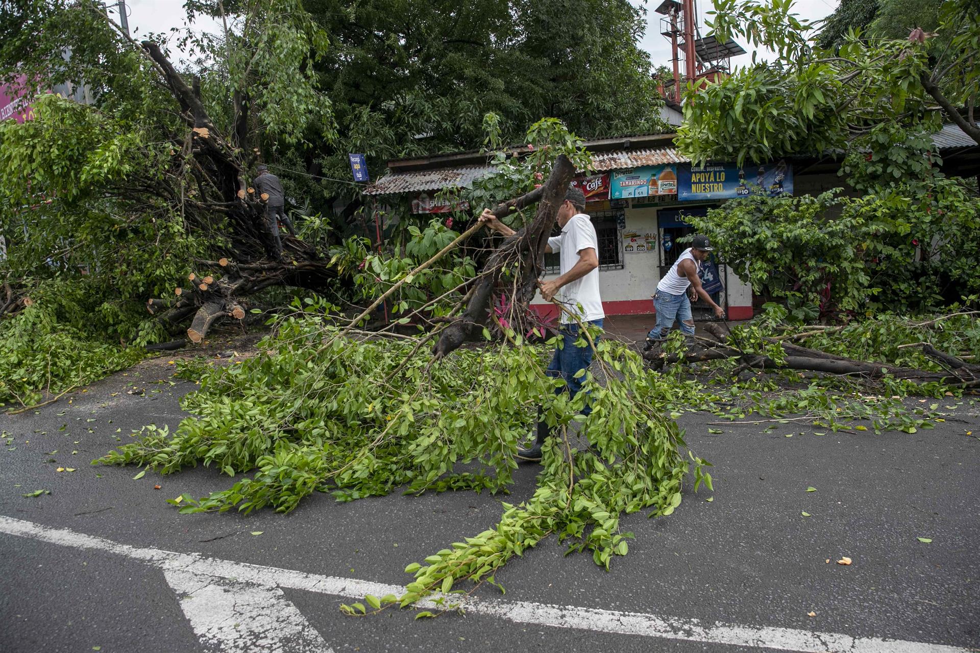 Personas retiran hoy unos arboles caídos tras el paso de la tormenta tropical Julia, en la ciudad de Bluefields (Nicaragua). EFE/Jorge Torres