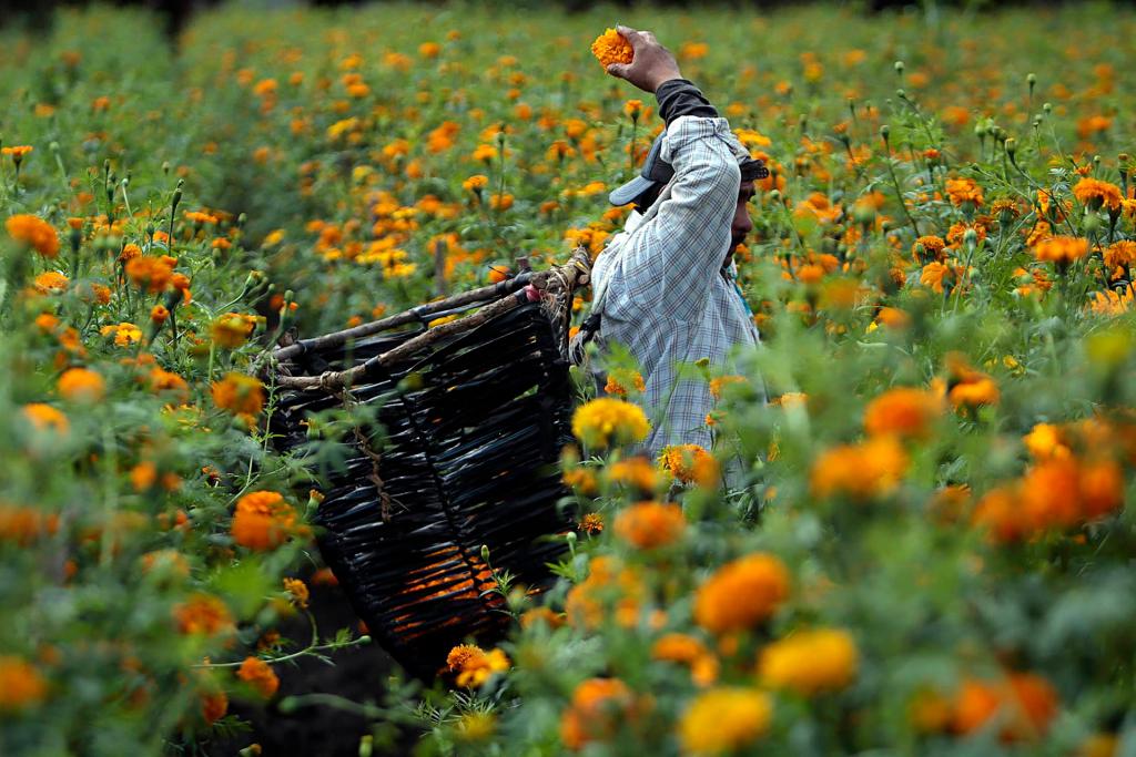Campesinos mexicanos trabajan en un campo de flor de cempasúchil, el 24 de octubre de 2022, en el municipio de Tixtla, en Guerrero (México). EFE/Jose Luis de la Cruz
