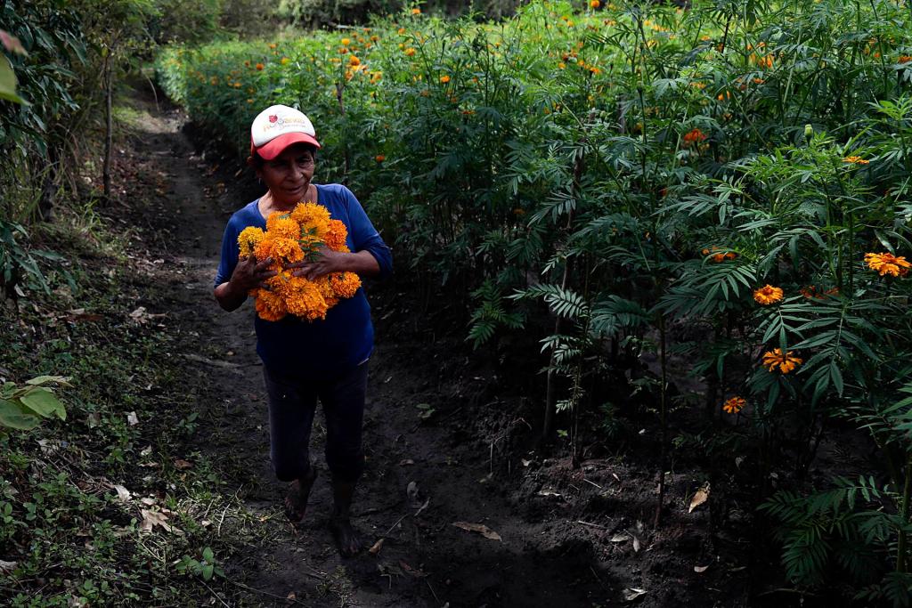 Campesinos mexicanos trabajan en un campo de flor de cempasúchil, el 24 de octubre de 2022, en el municipio de Tixtla, en Guerrero (México). EFE/Jose Luis de la Cruz

