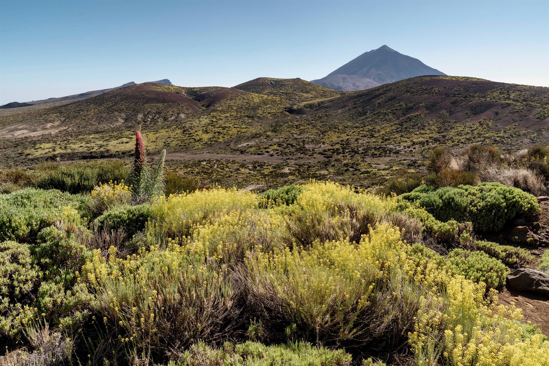 Floración de primavera en el Parque Nacional del Teide, en Tenerife, imagen de archivo. EFE/Miguel Barreto