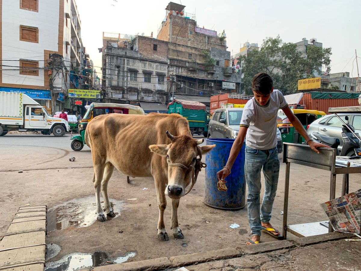 Un hombre ordeña una vaca en una "gaushala" o refugio de vacas en el sur de Nueva Delhi, que acoge a más de 1.500 vacas rescatadas de las calles o adoptadas por el centro.