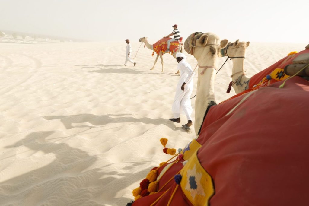Turistas llevando tres camellos por el desierto de Catar