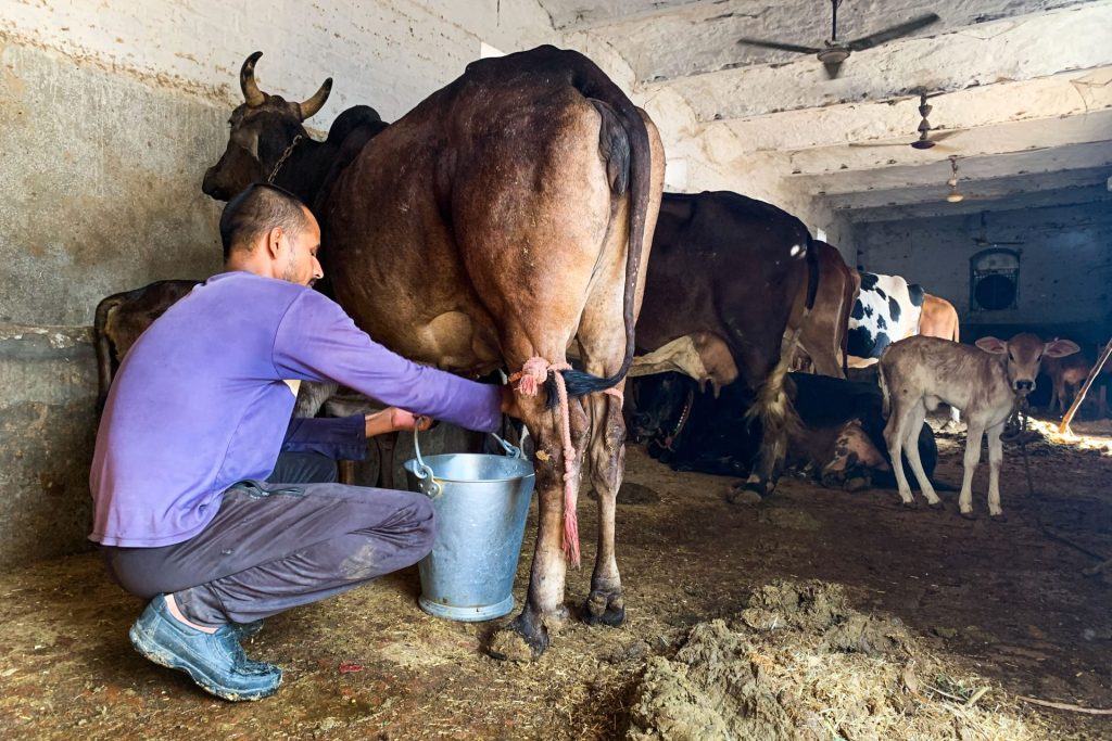 Un hombre ordeña una vaca en una "gaushala" o refugio de vacas en el sur de Nueva Delhi. Ahí no cuentan con recursos suficientes para aislarlas en caso de que se propague un virus que ya ha causado la muerte en la India de más de 150.000 vacas, un animal sagrado para el hinduismo. 