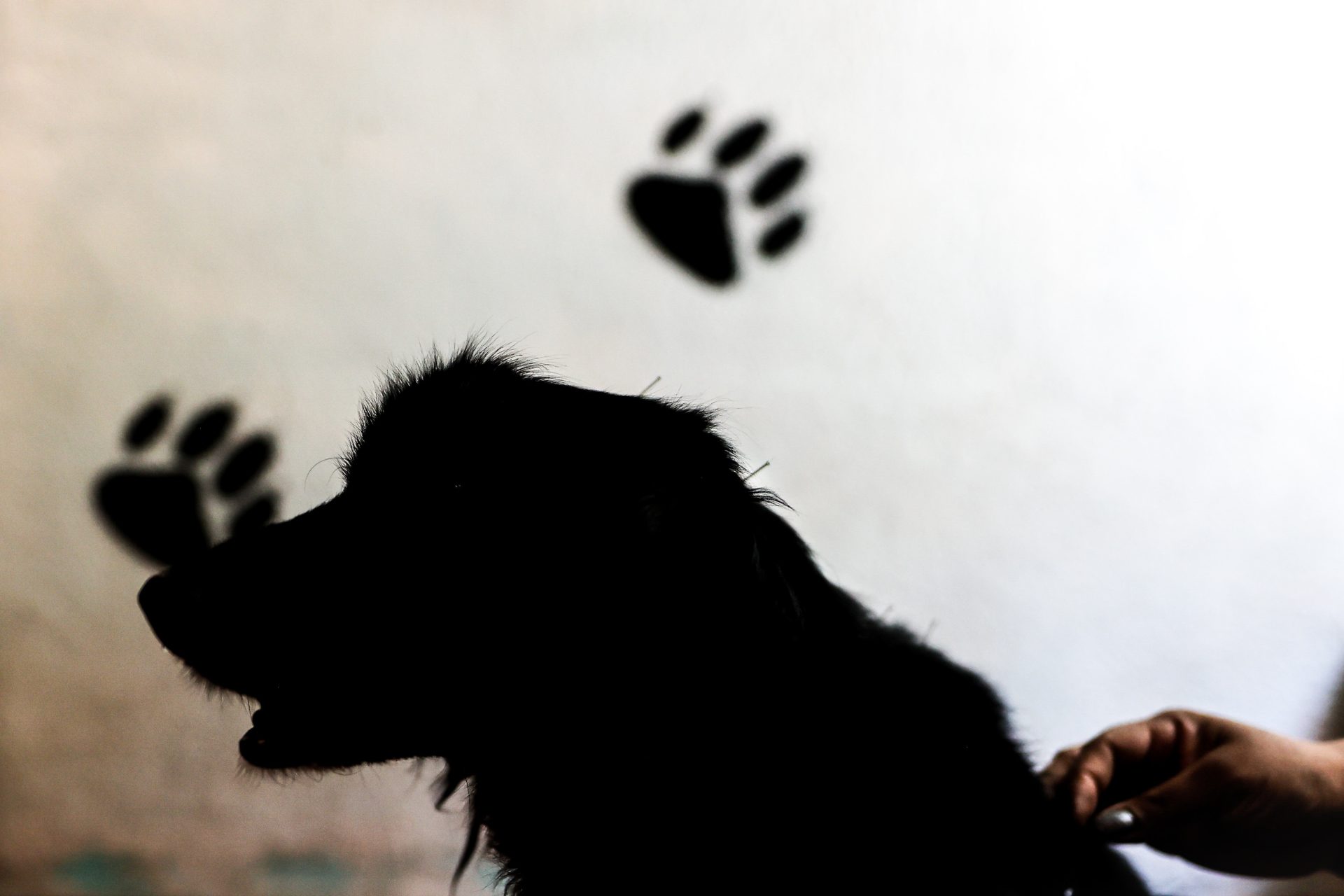Silueta de un perro. El Consejo General del Poder Judicial avisa de que la pena establecida en la ley por maltratar a una mascota es superior a la pena fijada para lesiones leves contra la propia pareja.