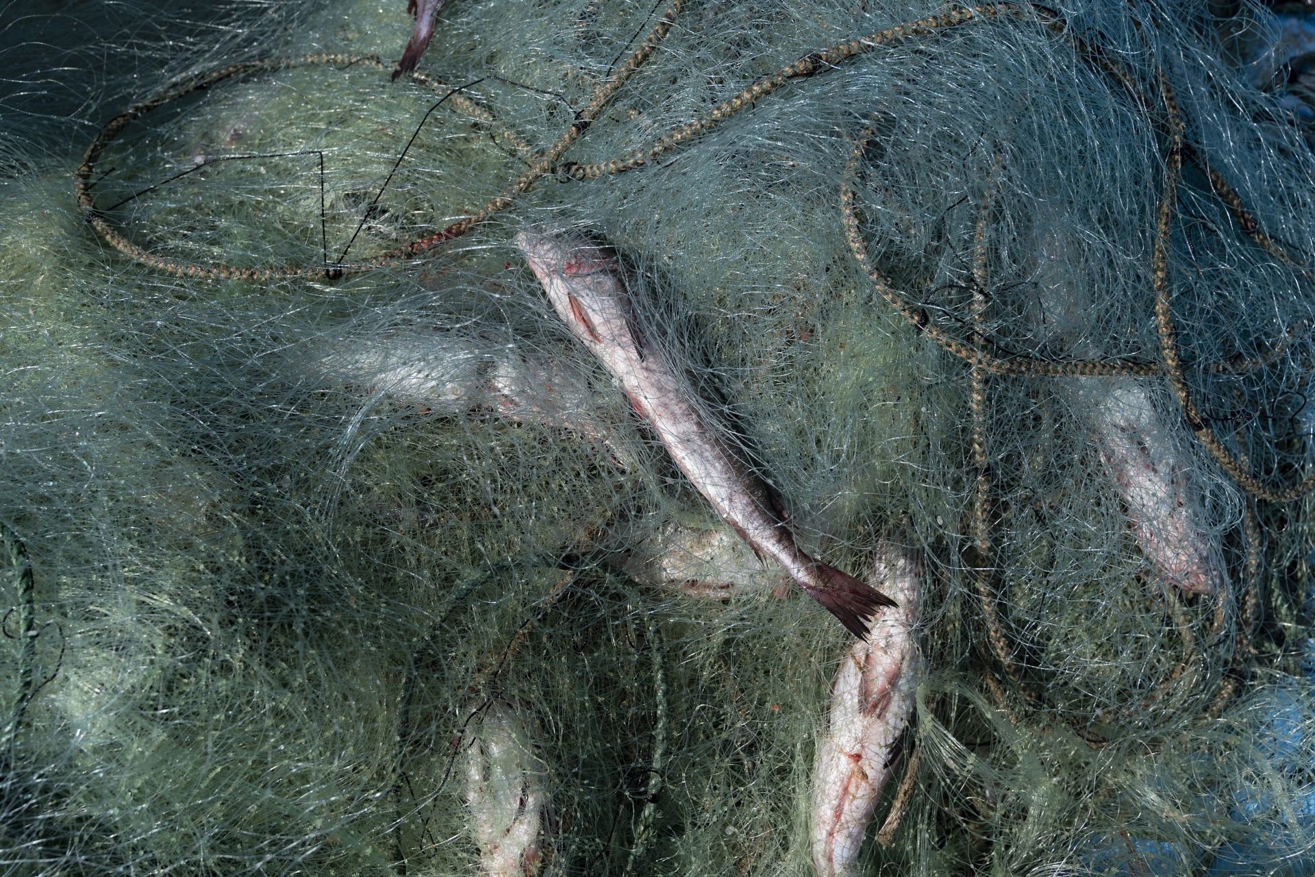 Una red de pesca recogida en Chile, para los pequeños pescadores supone un reto difícil reciclar las redes de pesca.