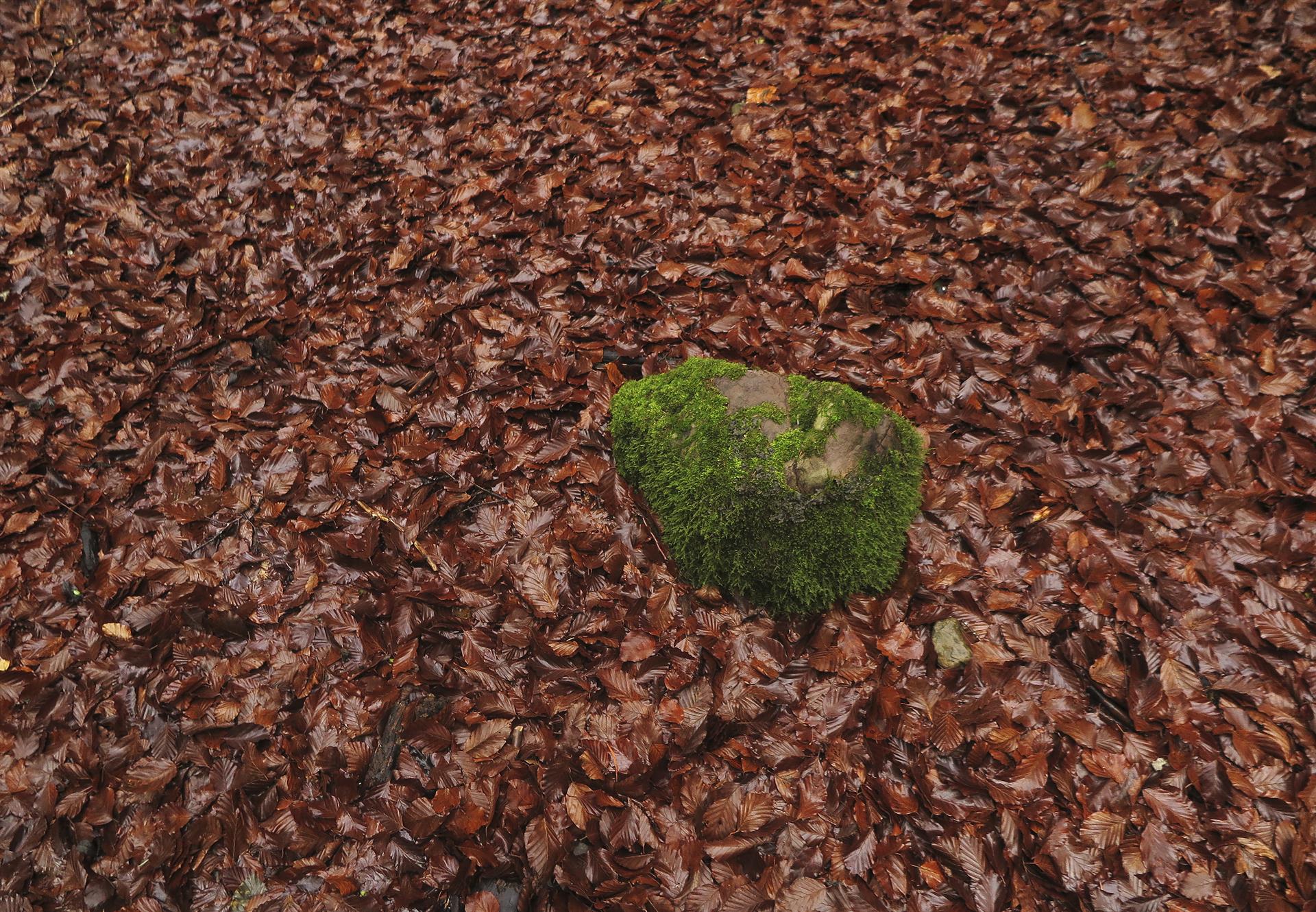 Las hojas de las hayas cubren completamente el suelo del bosque de la Selva de Irati. EFE/ Jesús Diges