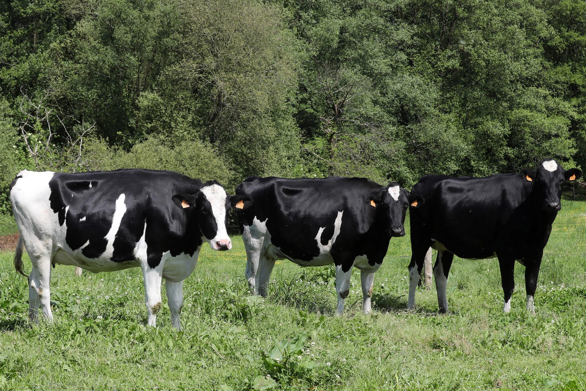 Vacas de raza Frisona este lunes en una ganadería del concejo de Llanera (Asturias). EFE/ J.L.Cereijido