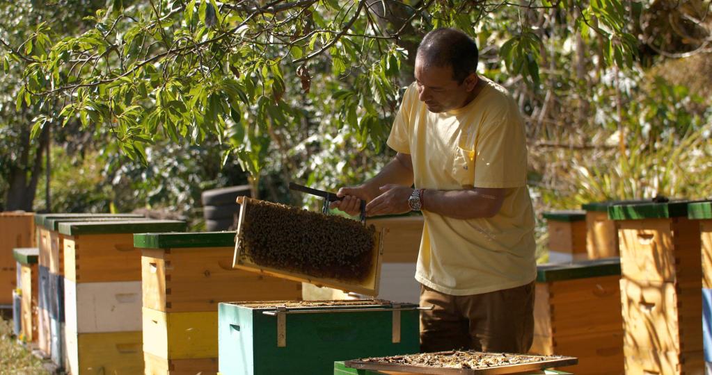 Rodrigo Labra, apicultor de la Isla, trabaja en sus colmenas el 20 de noviembre 2022, en Isla de Pascua, (Chile). EFE/Rodrigo Saez

