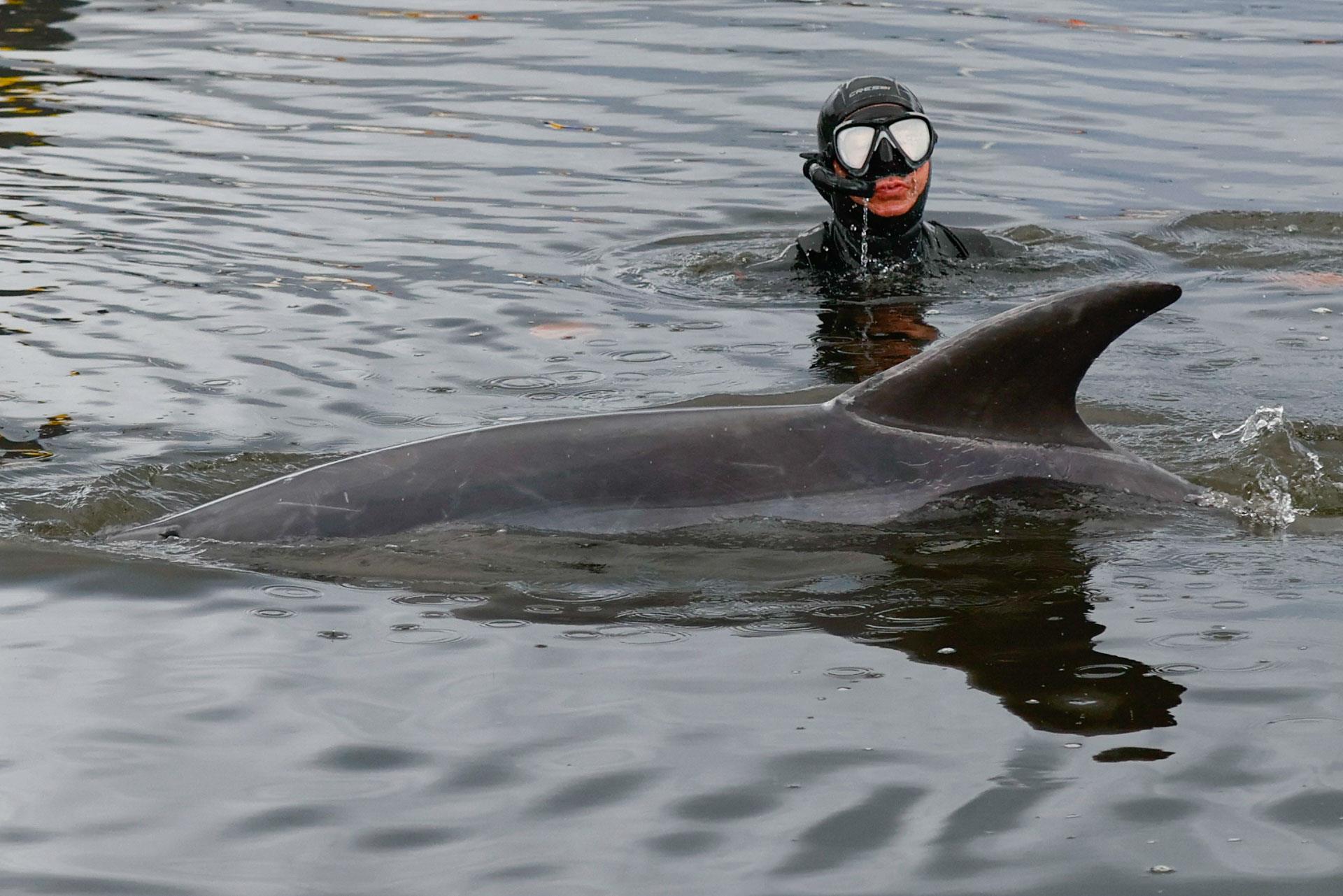 Fotografía del pasado día 1-11-22 de los buzos tratando de rescatar al delfín "Manoliño" en el puerto de O Freixo. EFE/Lavandeira jr