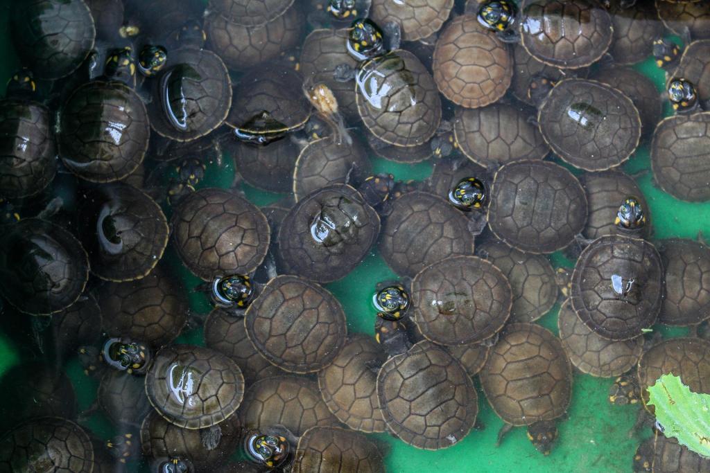 Fotografía de tortugas taricayas tras su eclosión el 3 de noviembre de 2022, en Iquitos (Perú). EFE/ Paula Bayarte
