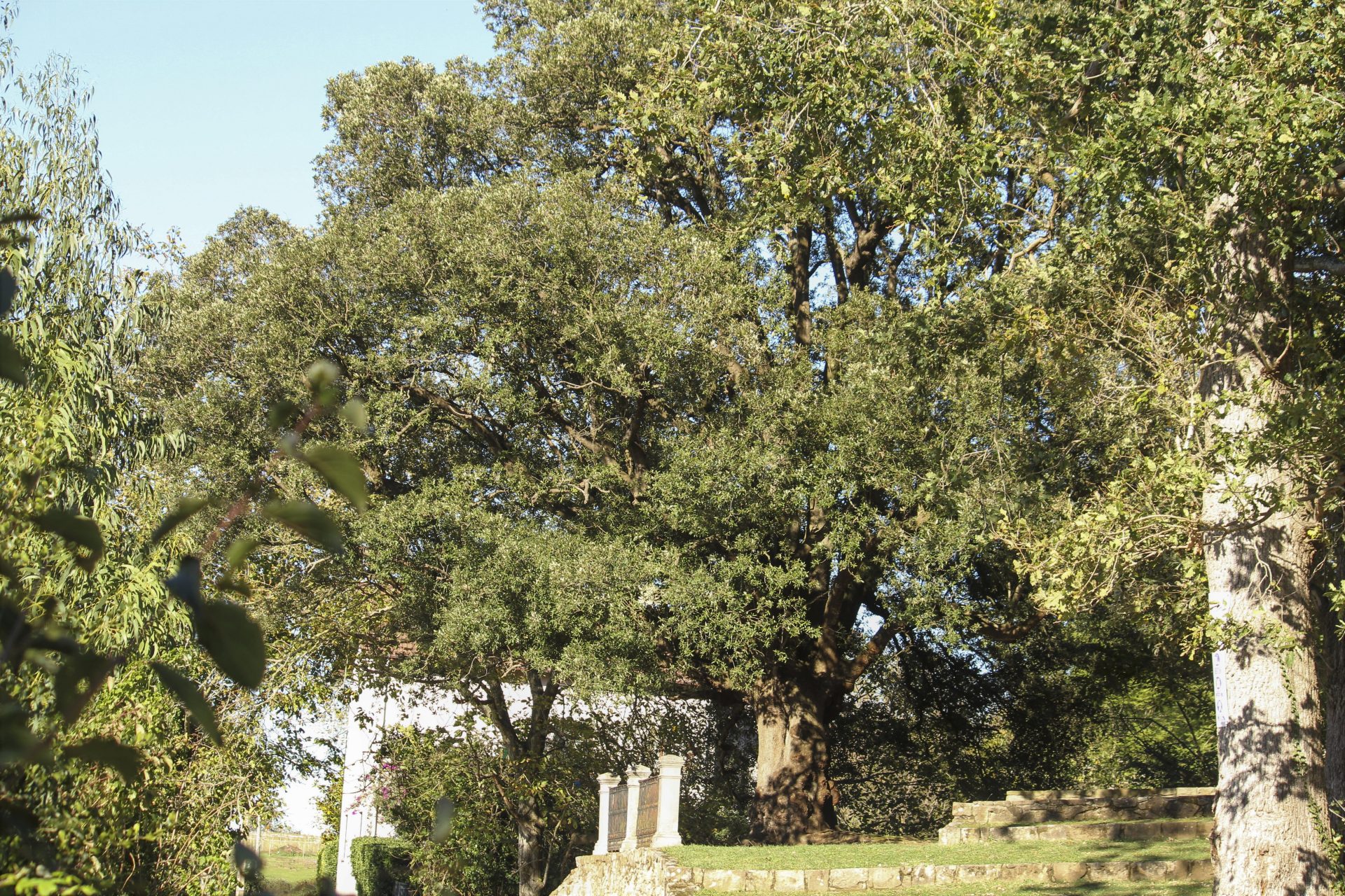 Una encina cántabra representará a España en el concurso del mejor árbol  europeo - EFE Noticias