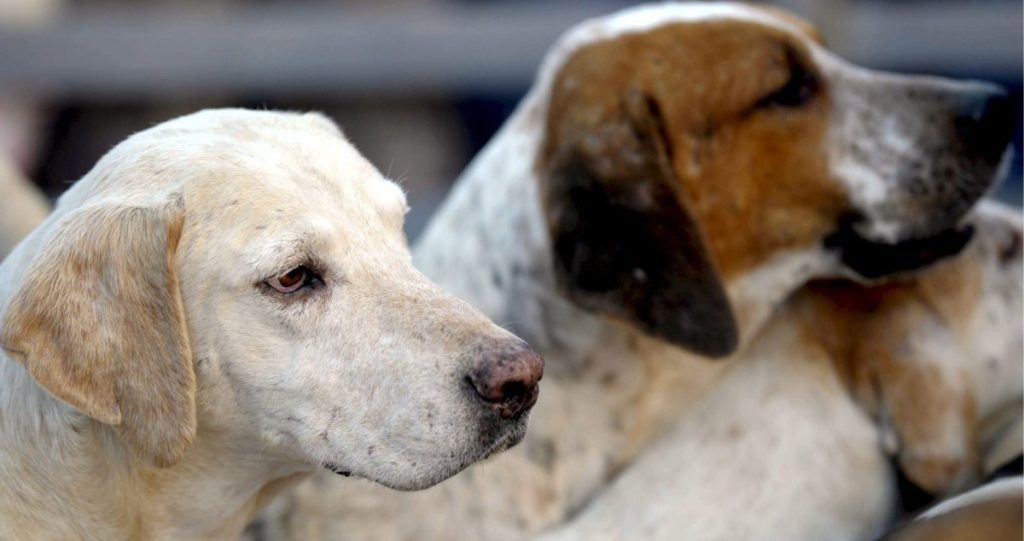Podemos cede y acepta la exclusión puntual de perros de caza de la ley animal