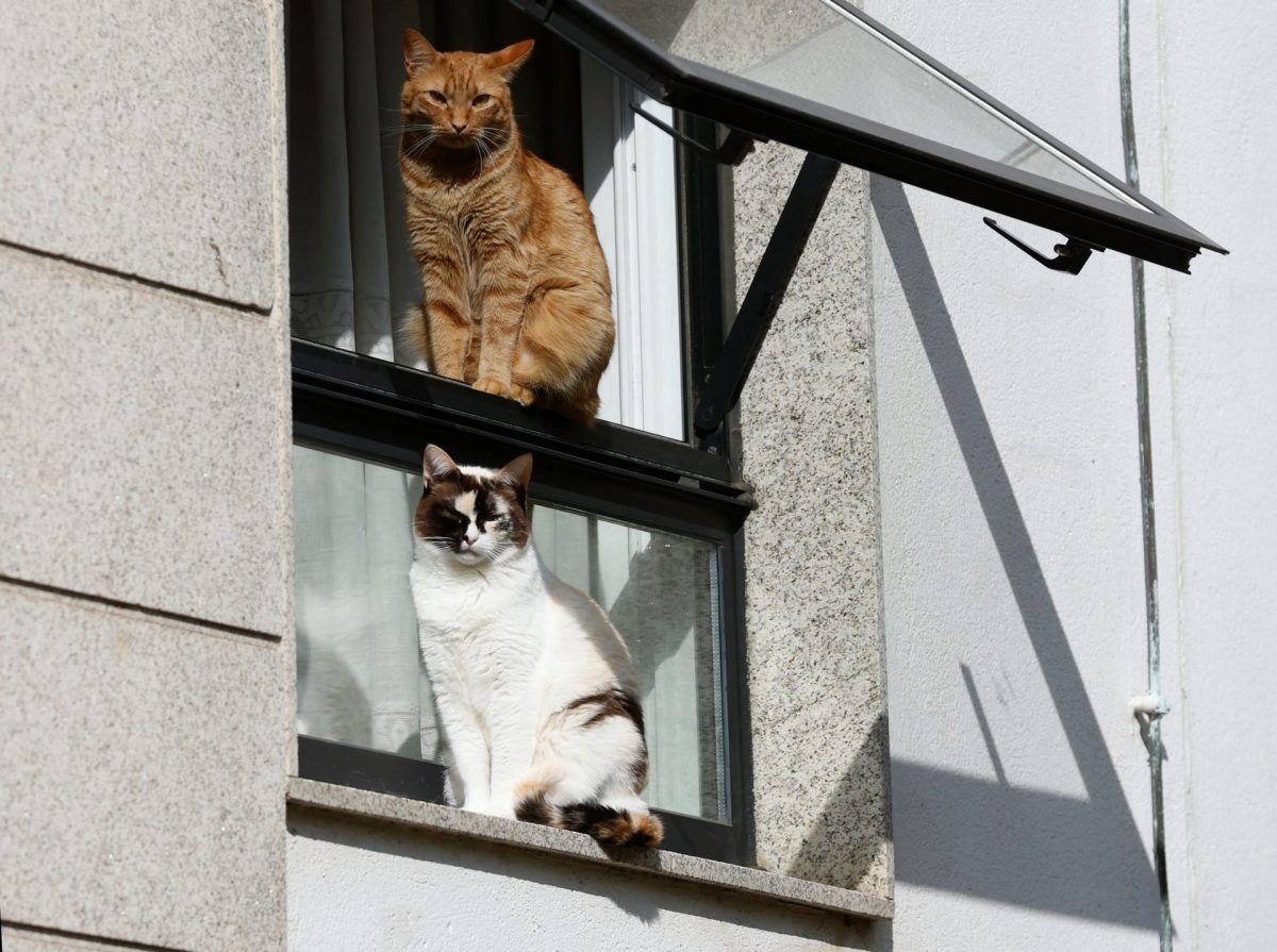 Dos gatos en una ventana cuando hoy se ha retrasado de nuevo el trámite de la ley de bienestar animal