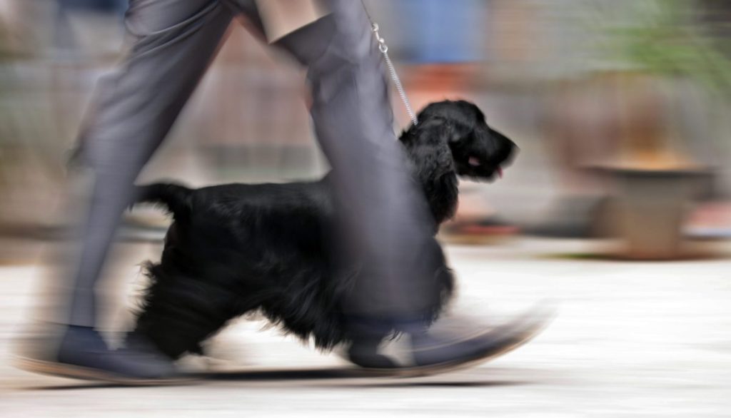 Un hombre pasea a su perro cuando hoy se ha vuelto a retrasar el trámite para aprobar la ley de bienestar animal
