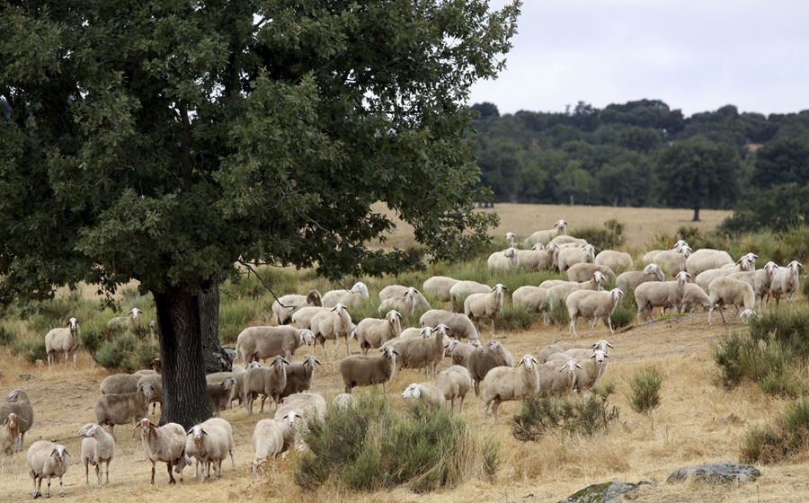 La CE amplía a 2024 las medidas por la viruela ovina