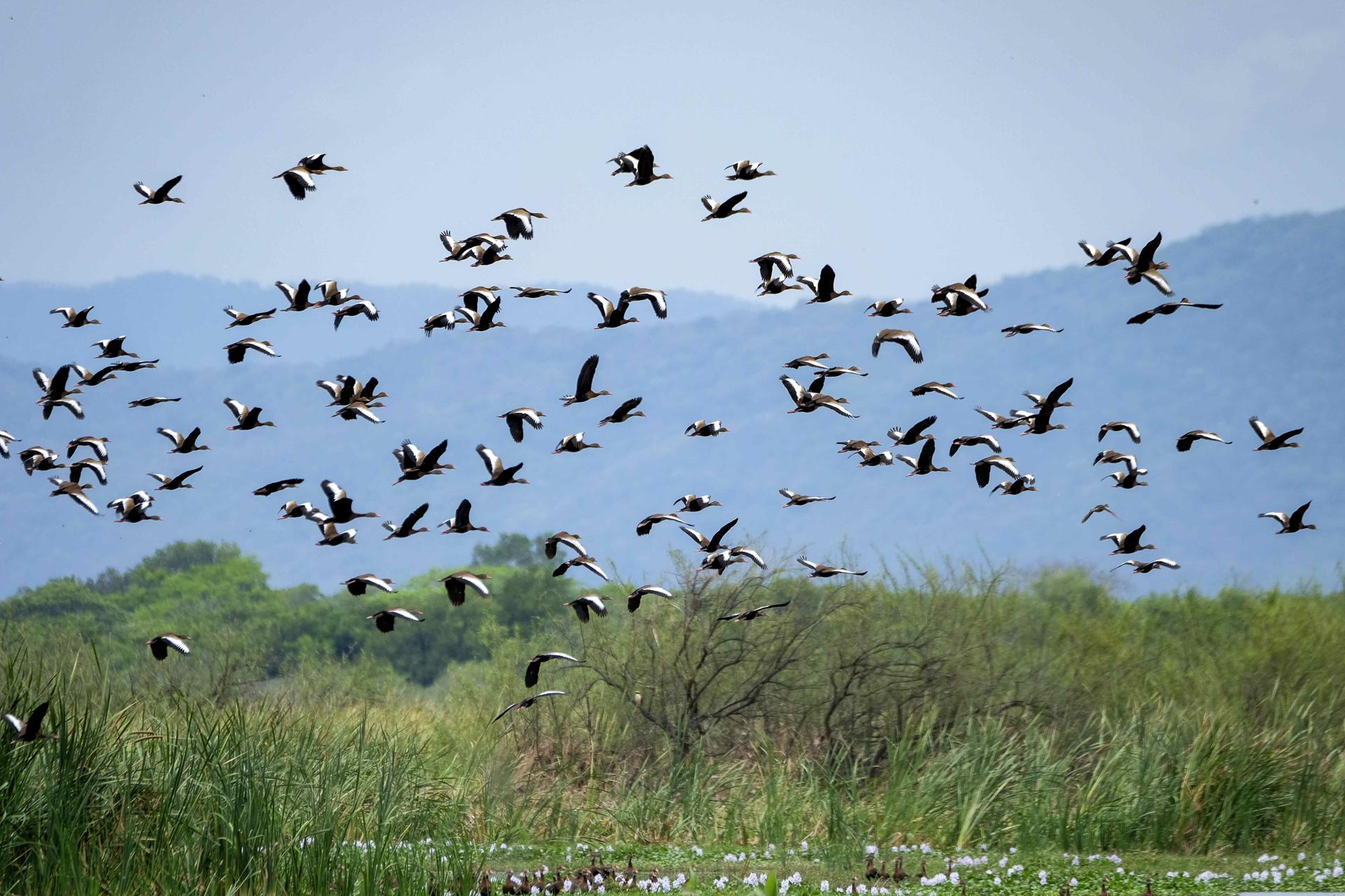 Fotografía de archivo que muestra varias aves volando en un área protegida. EFE/Jeffrey Arguedas