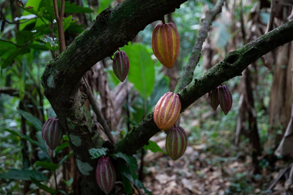Fotografía de frutos de un árbol de cacao en una finca, el 4 de diciembre de 2022, en Las Trincheras, estado Carabobo (Venezuela). EFE/ Rayner Peña R.
