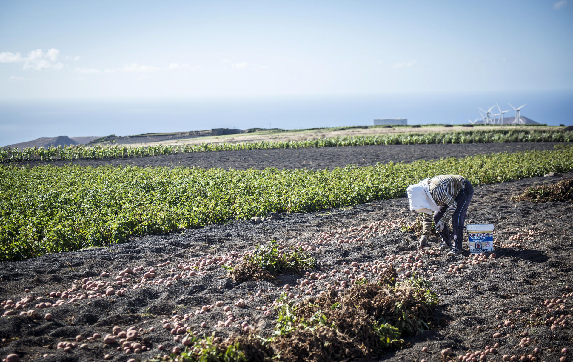 Foto de archivo de un cultivos de papas en enarenados de picón en Los Valles, Teguise (Lanzarote). EFE/Javier Fuentes