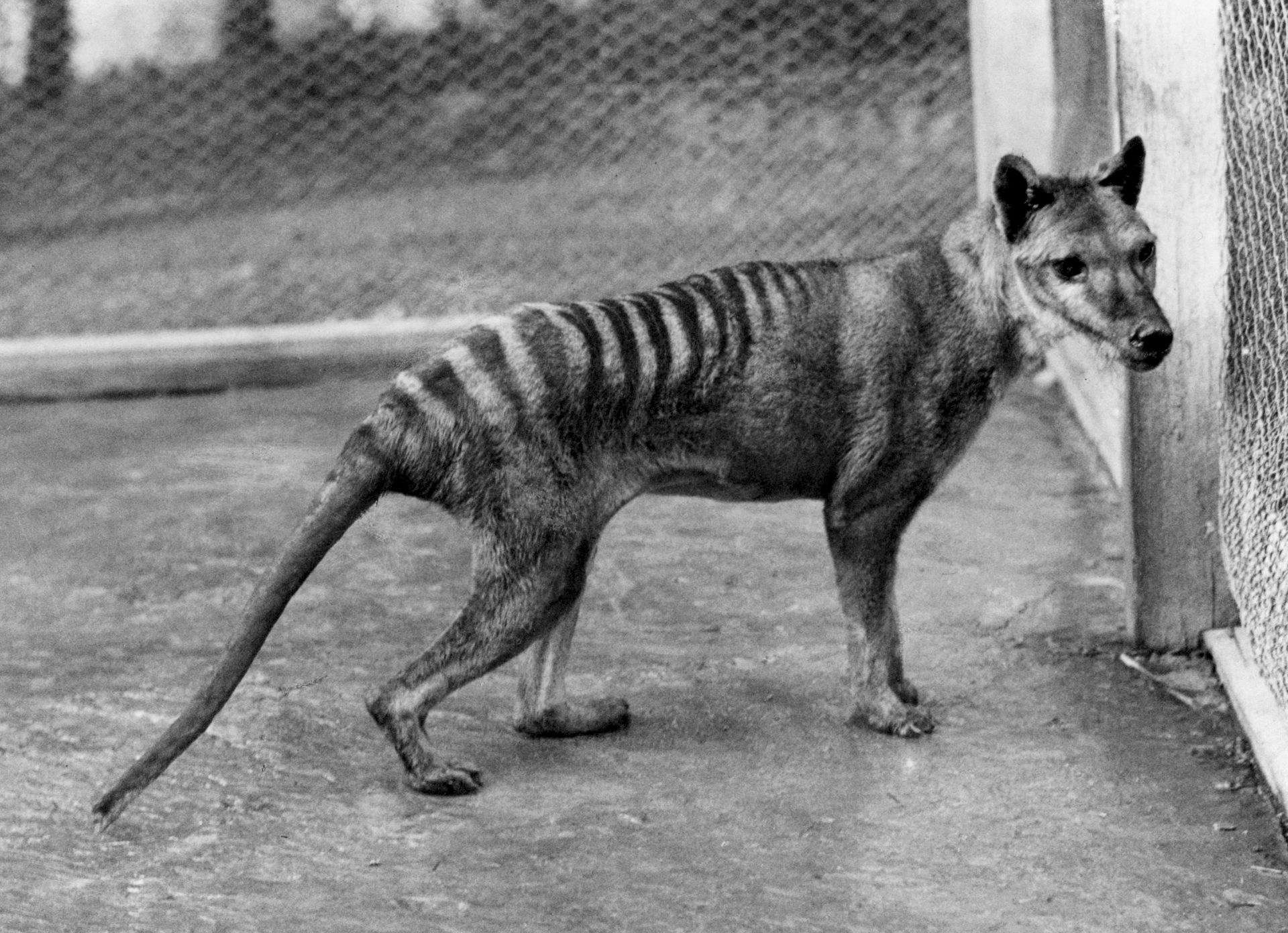 Hallan los restos del último Tigre de Tasmania en el armario de un museo australiano