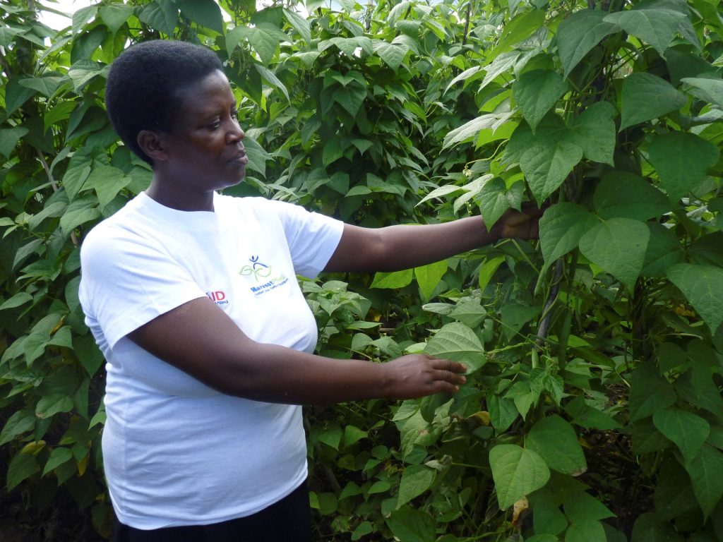 Una integrante de una cooperativa del distrito de Musanze, en el norte de Ruanda, muestra las hojas de la planta de la que obtienen judías enriquecidas con hierro, que se venden a un precio mayor en el mercado y ayudan a mejorar la nutrición. 