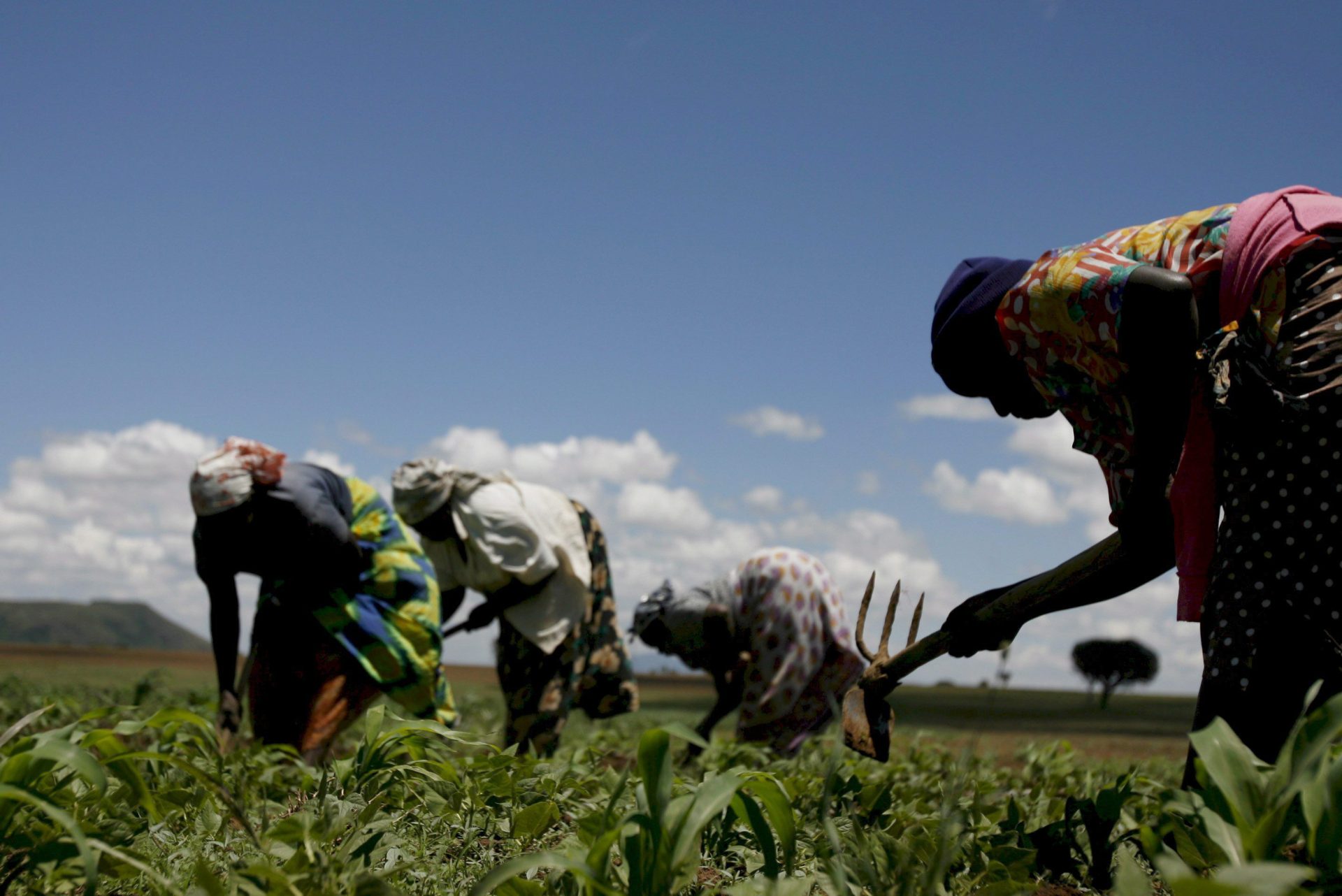 Unas mujeres desarrollan labores de agricultura en un campo de maíz en Kenia.