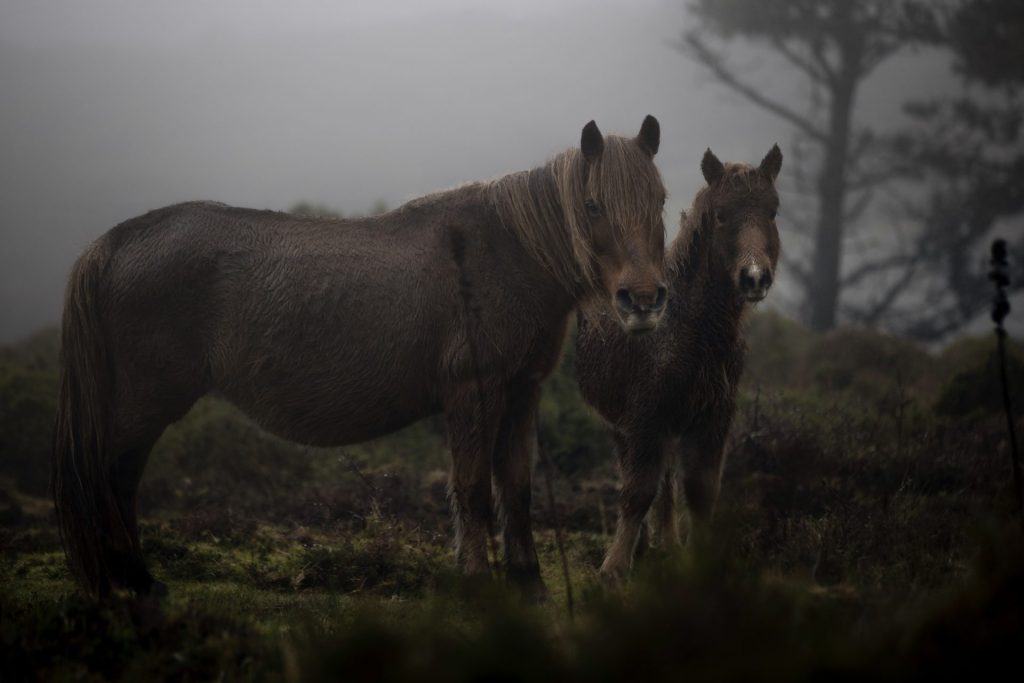 "As bestas": la desaparición del último caballo salvaje en Galicia